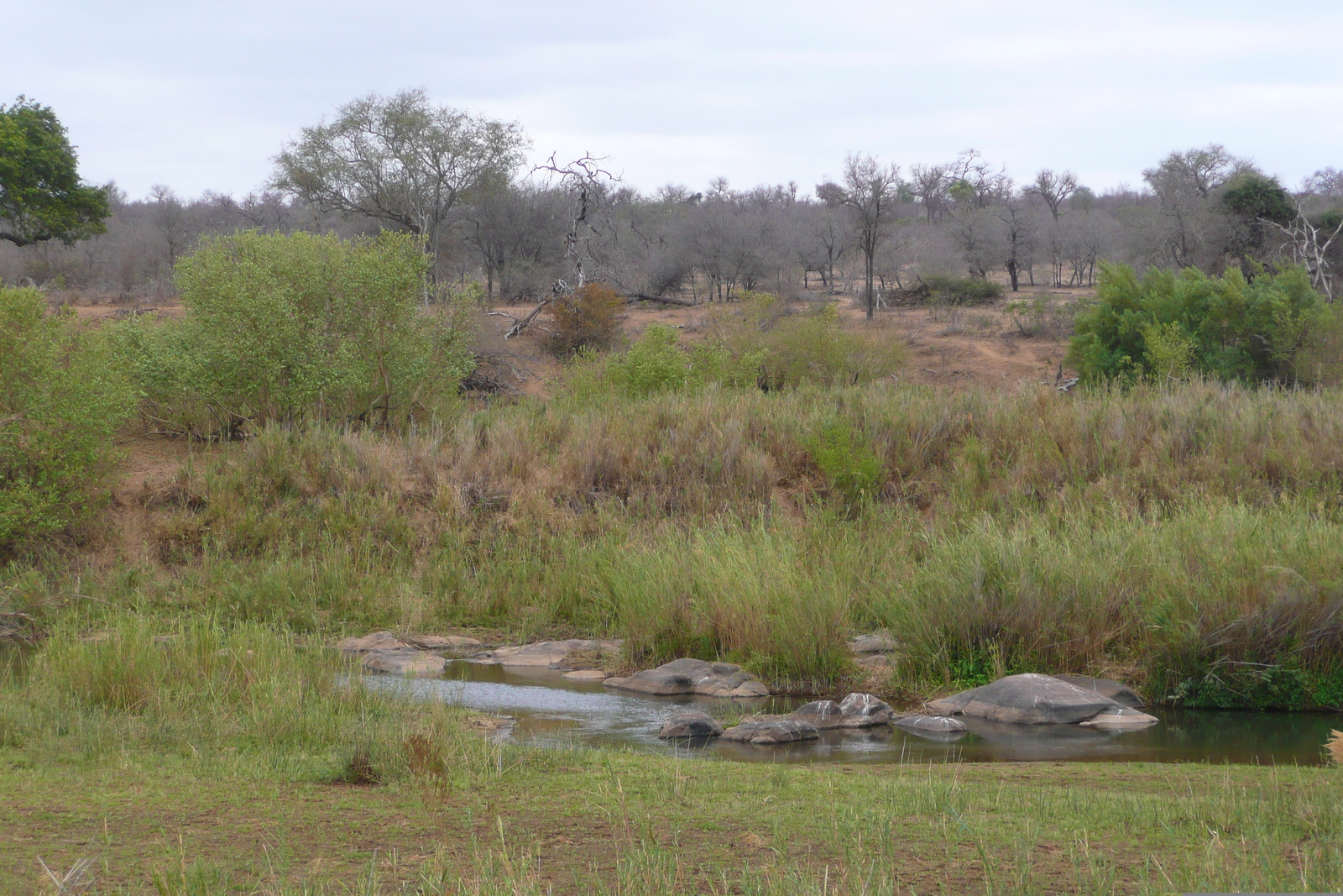 照片 南非(South Africa) 克鲁格国家公园(Kruger National Park) 萨布尔河(Sable River) 2008-09 26