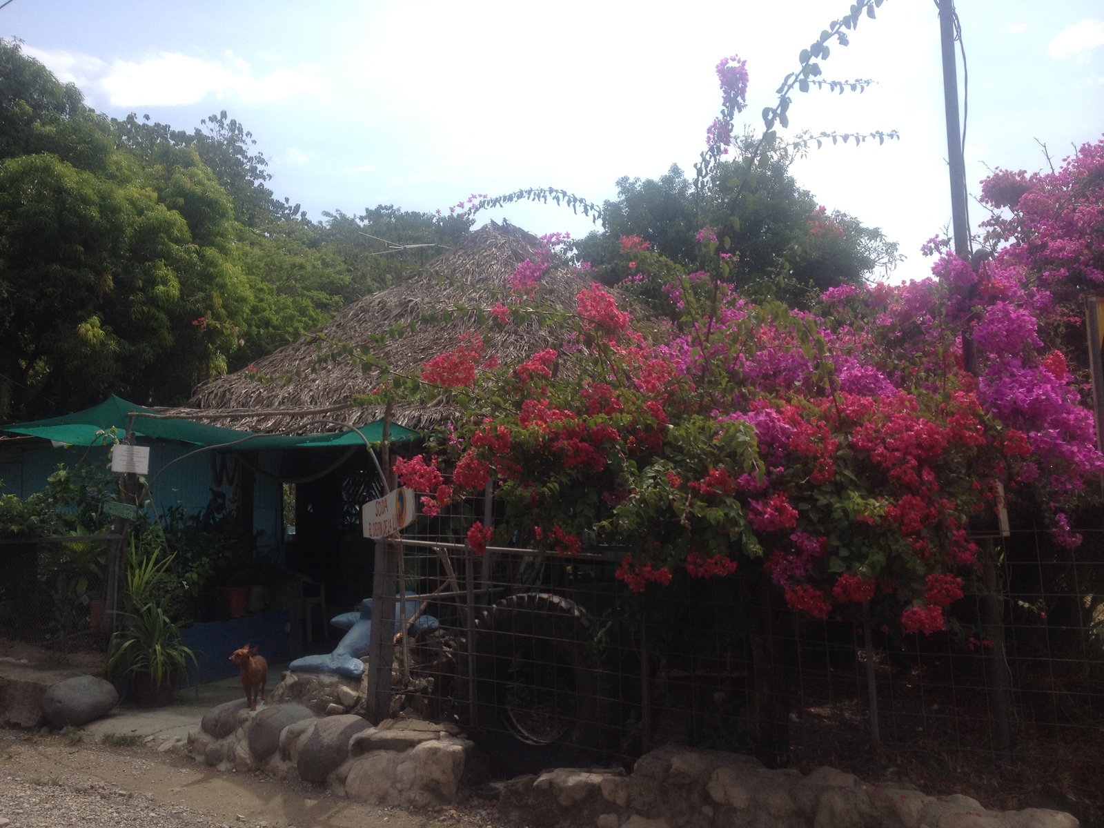 照片 哥斯达黎加(Costa Rica) 蒙特苏马(Montezuma) 2015-03 258