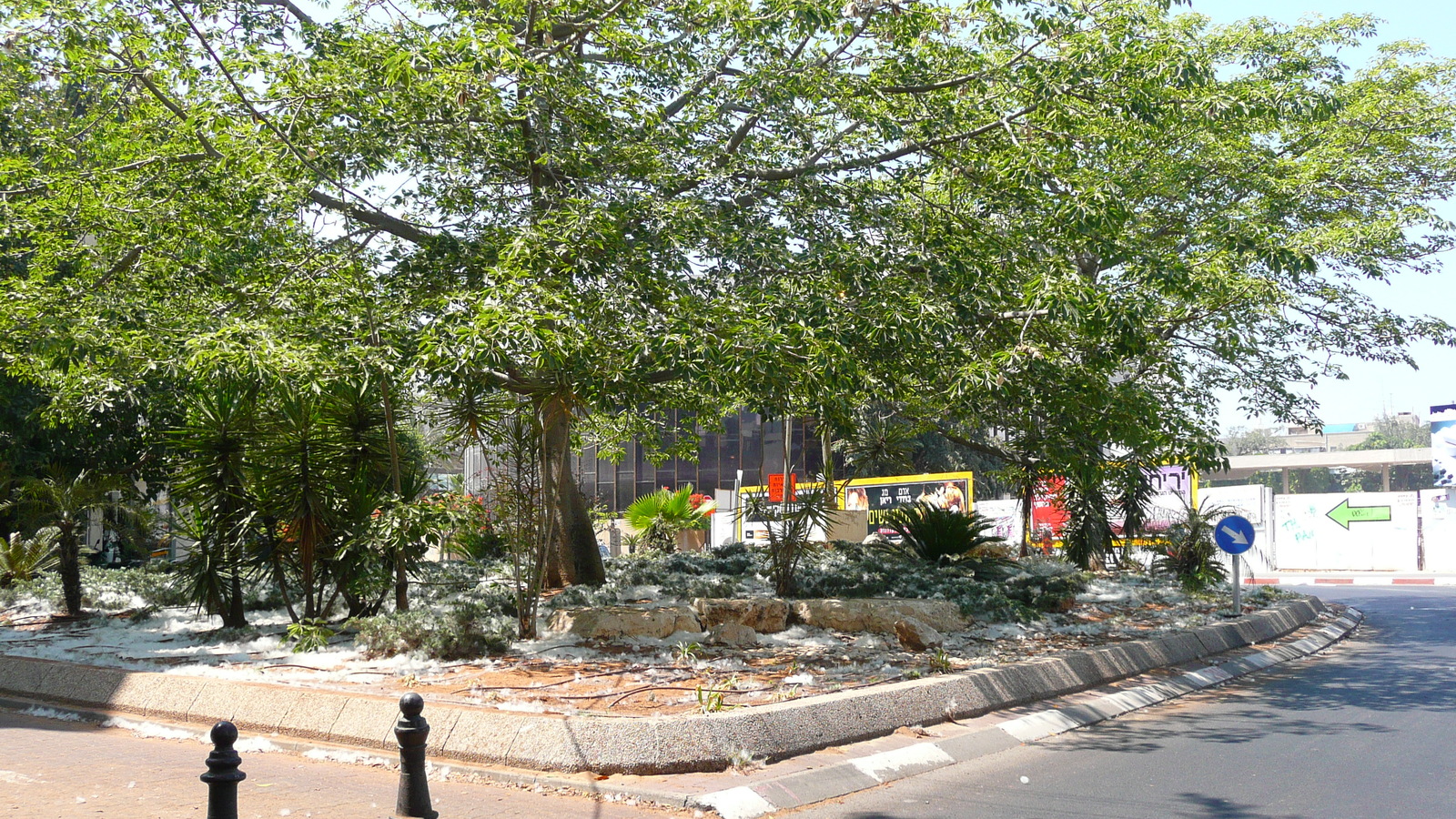 照片 以色列(Israel) 特拉维夫(Tel Aviv) 罗斯柴尔德大道(Rothschild Street) 2007-06 23