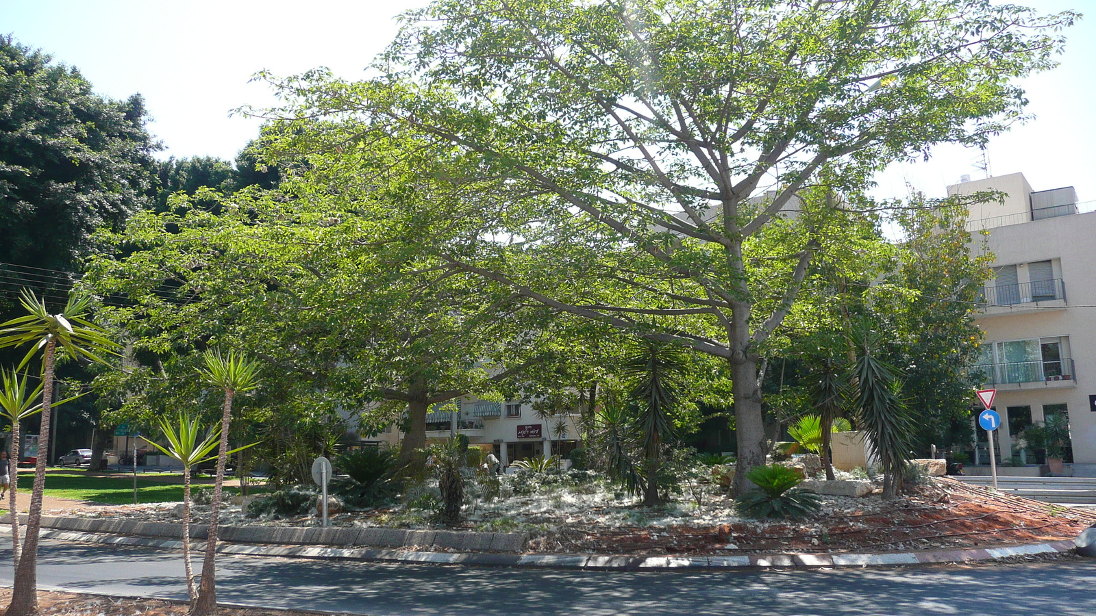 照片 以色列(Israel) 特拉维夫(Tel Aviv) 罗斯柴尔德大道(Rothschild Street) 2007-06 24