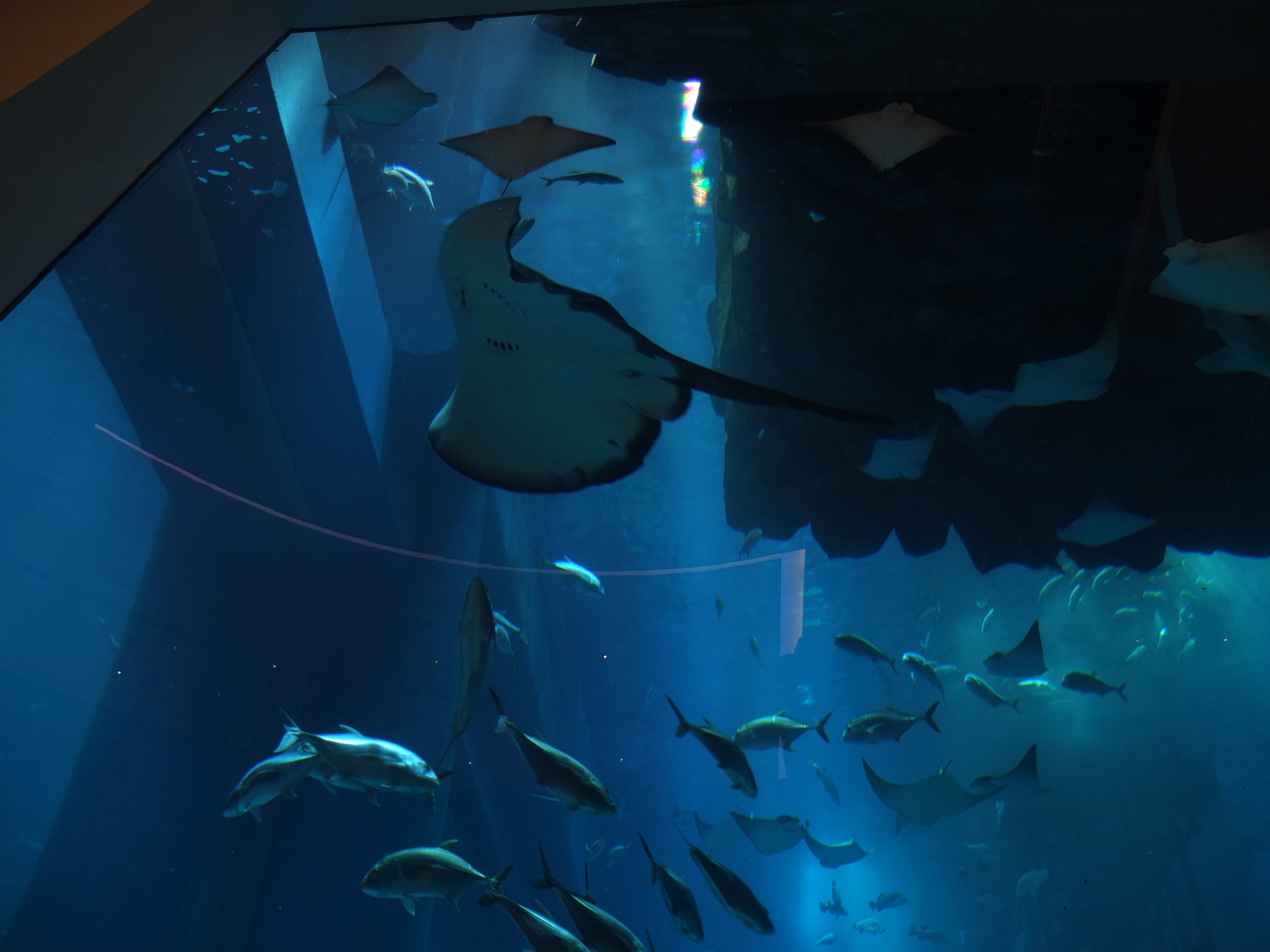 照片 阿联酋(United Arab Emirates) 迪拜(Dubai) 迪拜购物中心(The Dubai Mall) 2011-12 89