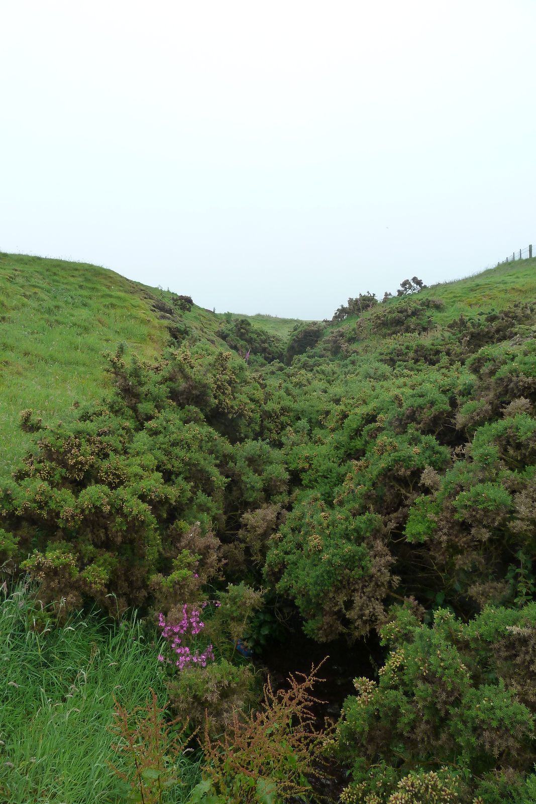 照片 英国(United Kingdom) 苏格兰(Scotland) 邓诺特城堡(Dunnottar Castle) 2011-07 2