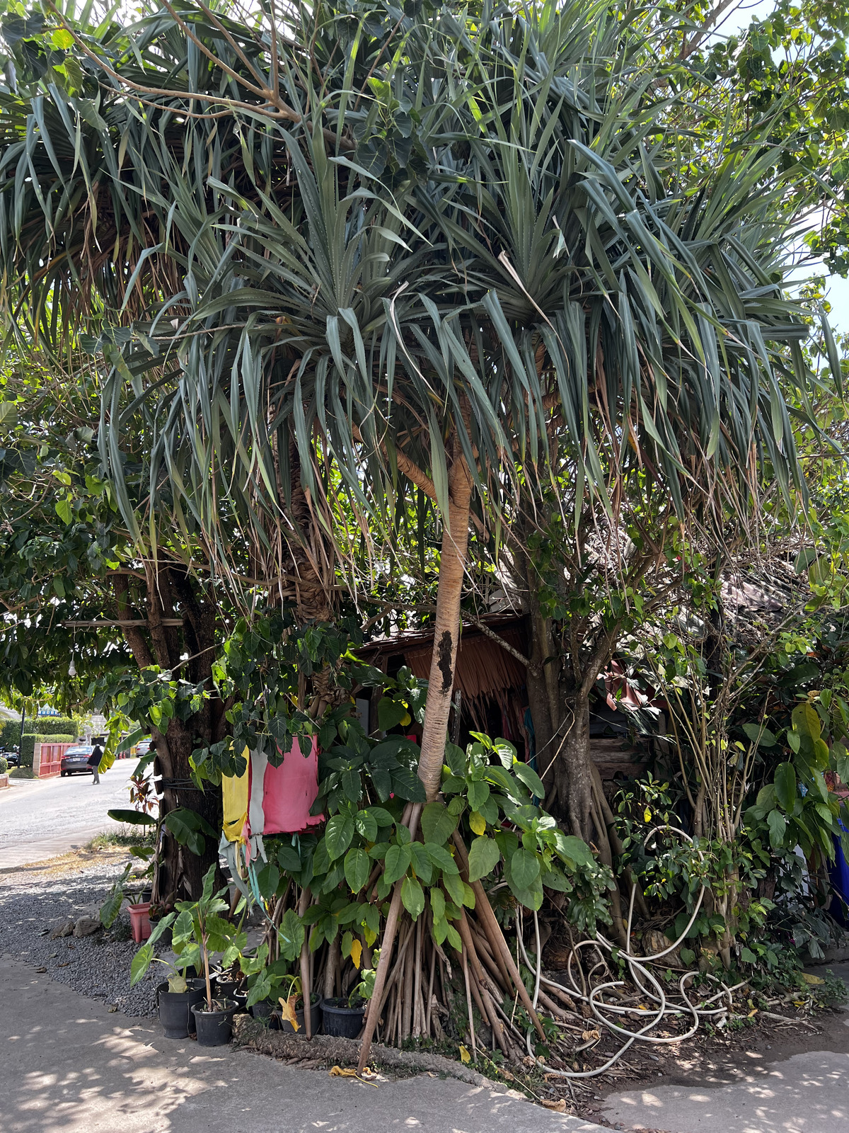 照片 泰国(Thailand) 兰塔岛(Ko Lanta) 2023-01 57