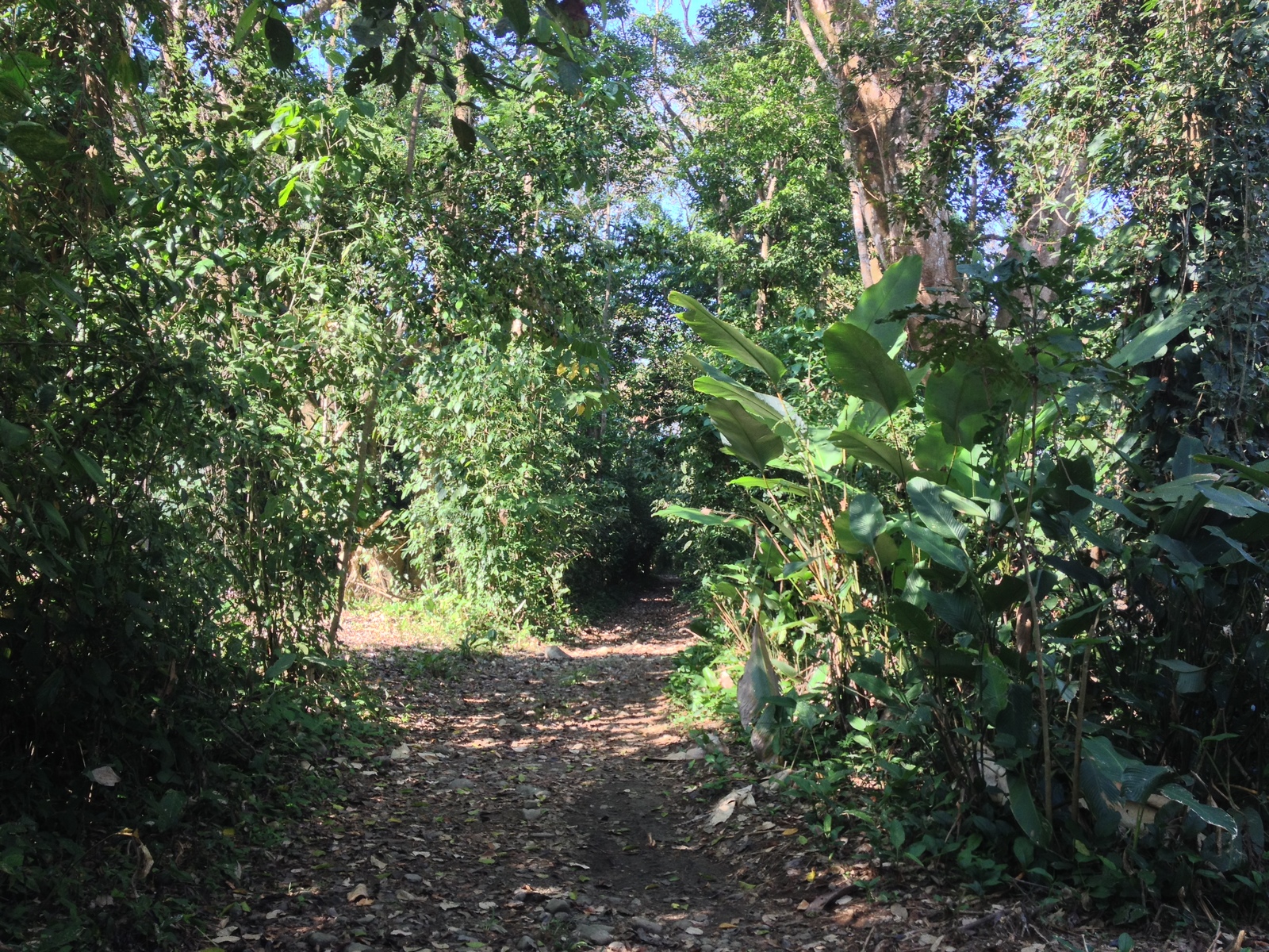 照片 哥斯达黎加(Costa Rica) 乌维塔(Uvita) 2015-03 19