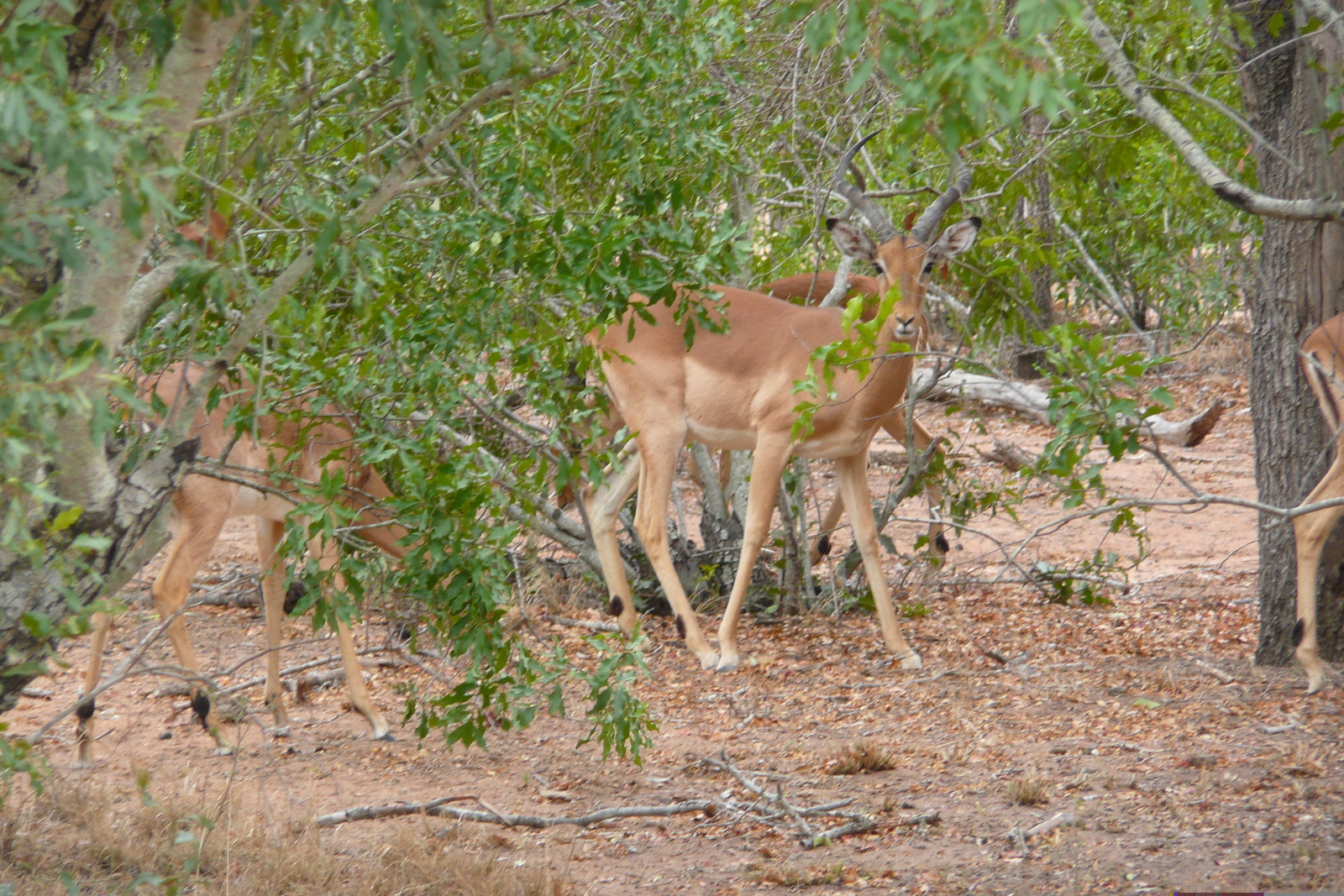 照片 南非(South Africa) 克鲁格国家公园(Kruger National Park) 2008-09 123