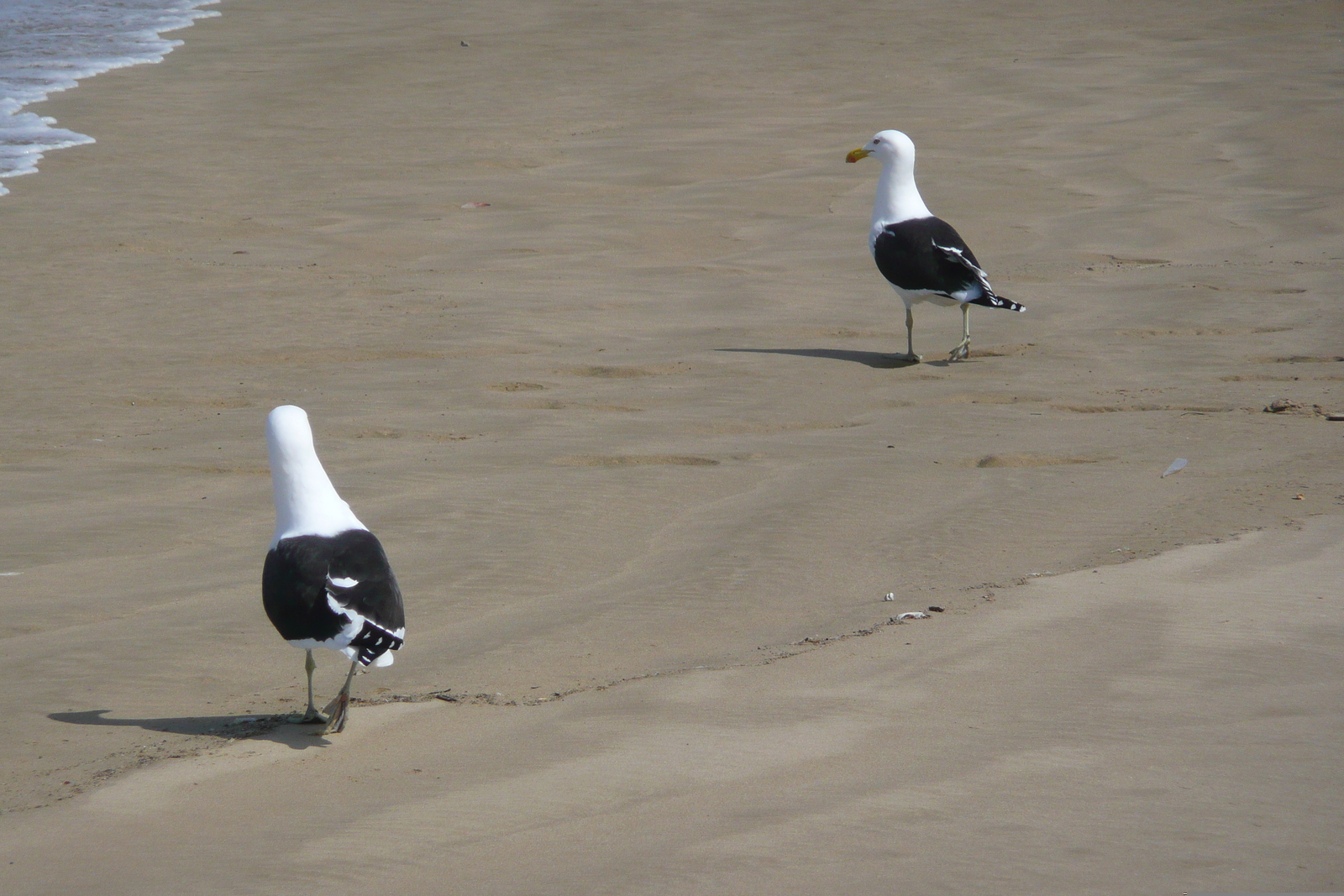 照片 南非(South Africa) 赫曼努斯至克尼斯纳公路(Harmanus to Knysna road) 2008-09 107