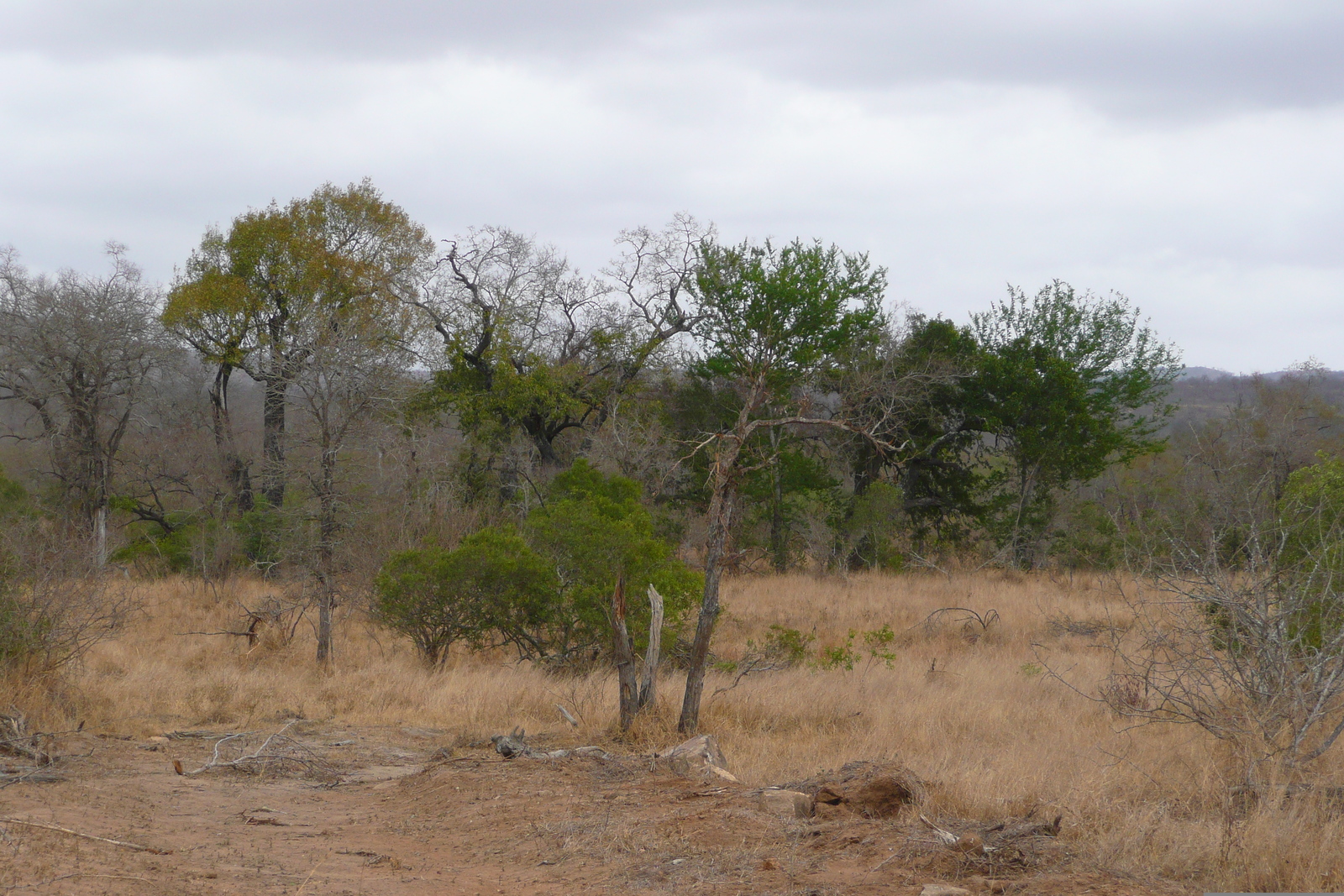 照片 南非(South Africa) 克鲁格国家公园(Kruger National Park) 鳄鱼河公路(Crocodile River road) 2008-09 33