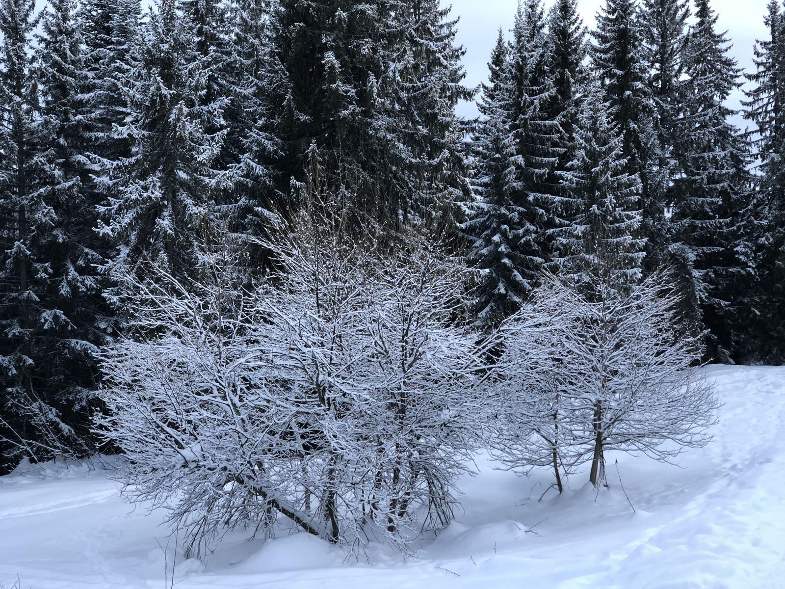 照片 法国(France) 拉克吕萨(La Clusaz) 2017-12 95