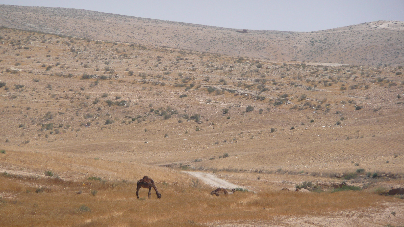 照片 以色列(Israel) 阿什凯隆至阿拉德公路(Ashkelon to Arad road) 2007-06 11