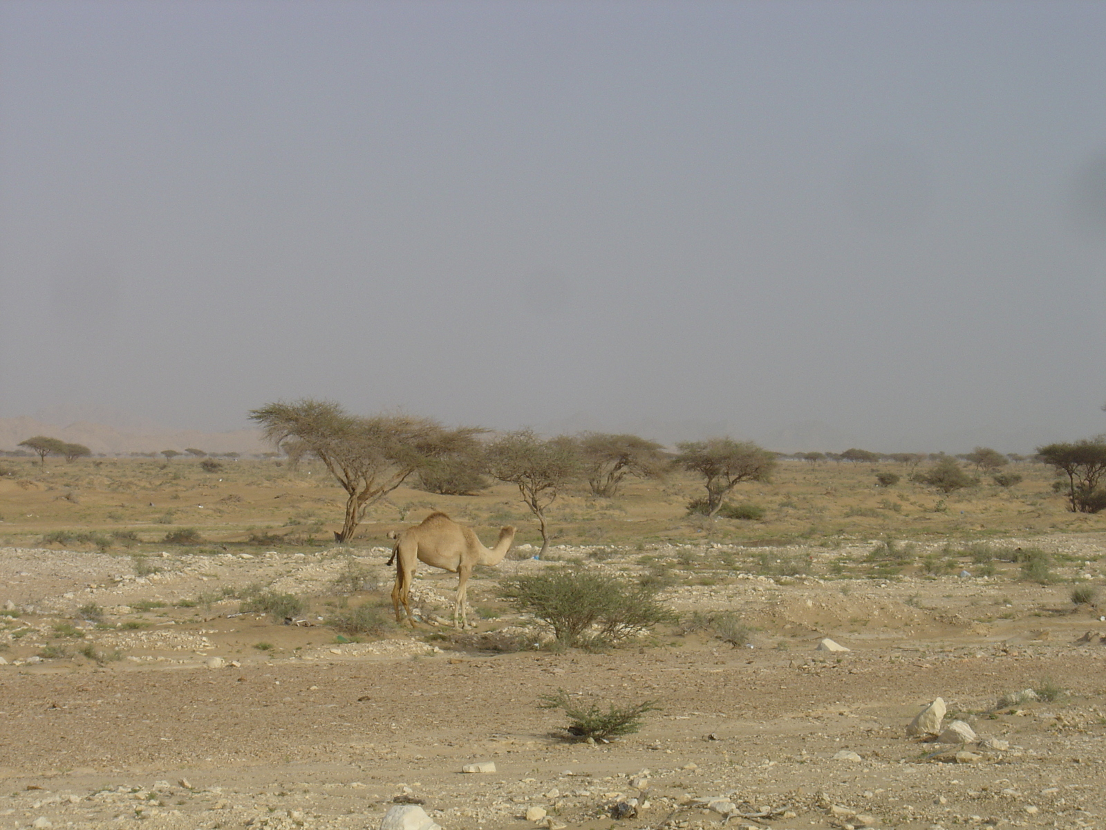 照片 阿曼(Oman) 布赖米至马哈达公路(Buraimi to Mahada road) 2005-03 10