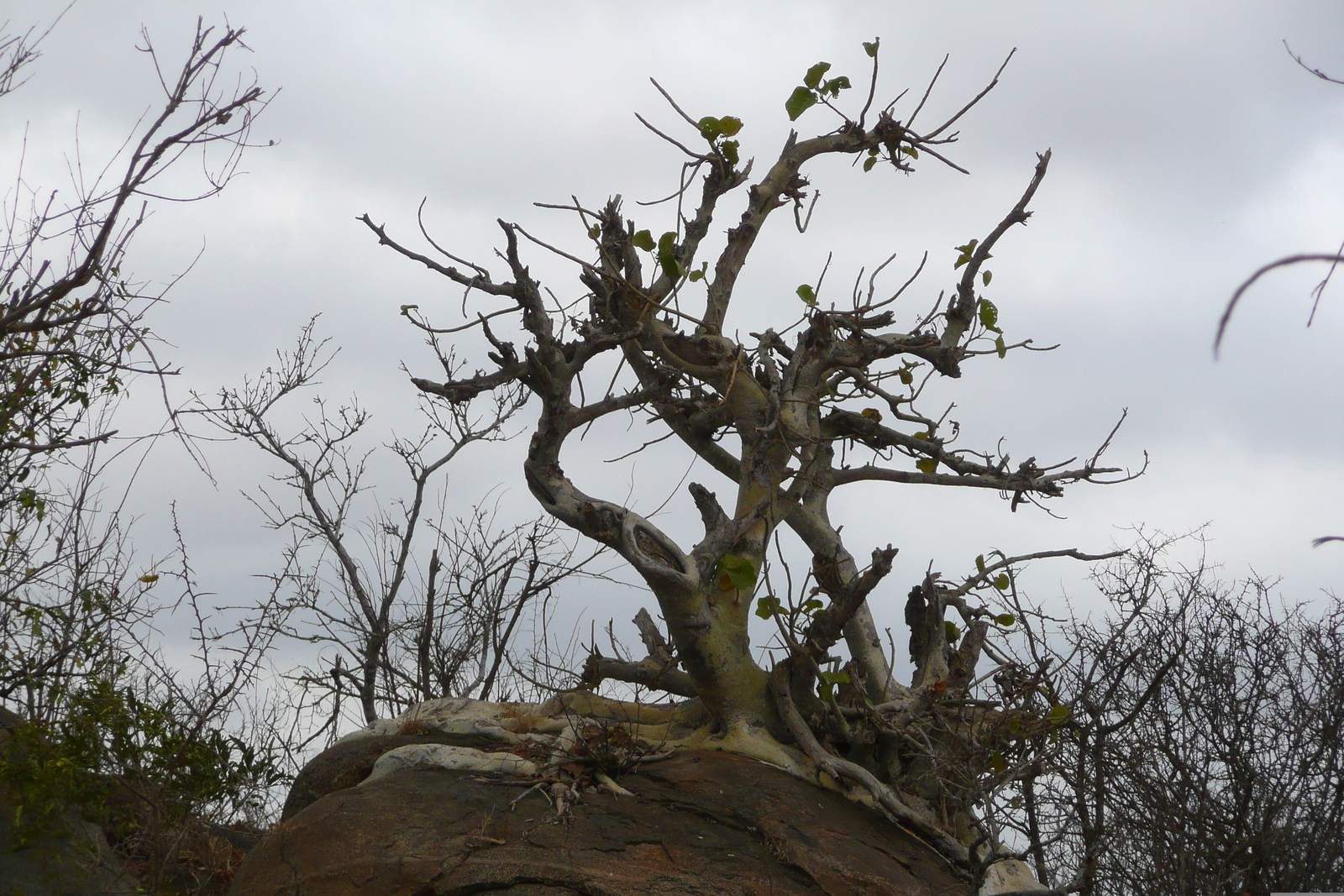 照片 南非(South Africa) 克鲁格国家公园(Kruger National Park) 鳄鱼河公路(Crocodile River road) 2008-09 22