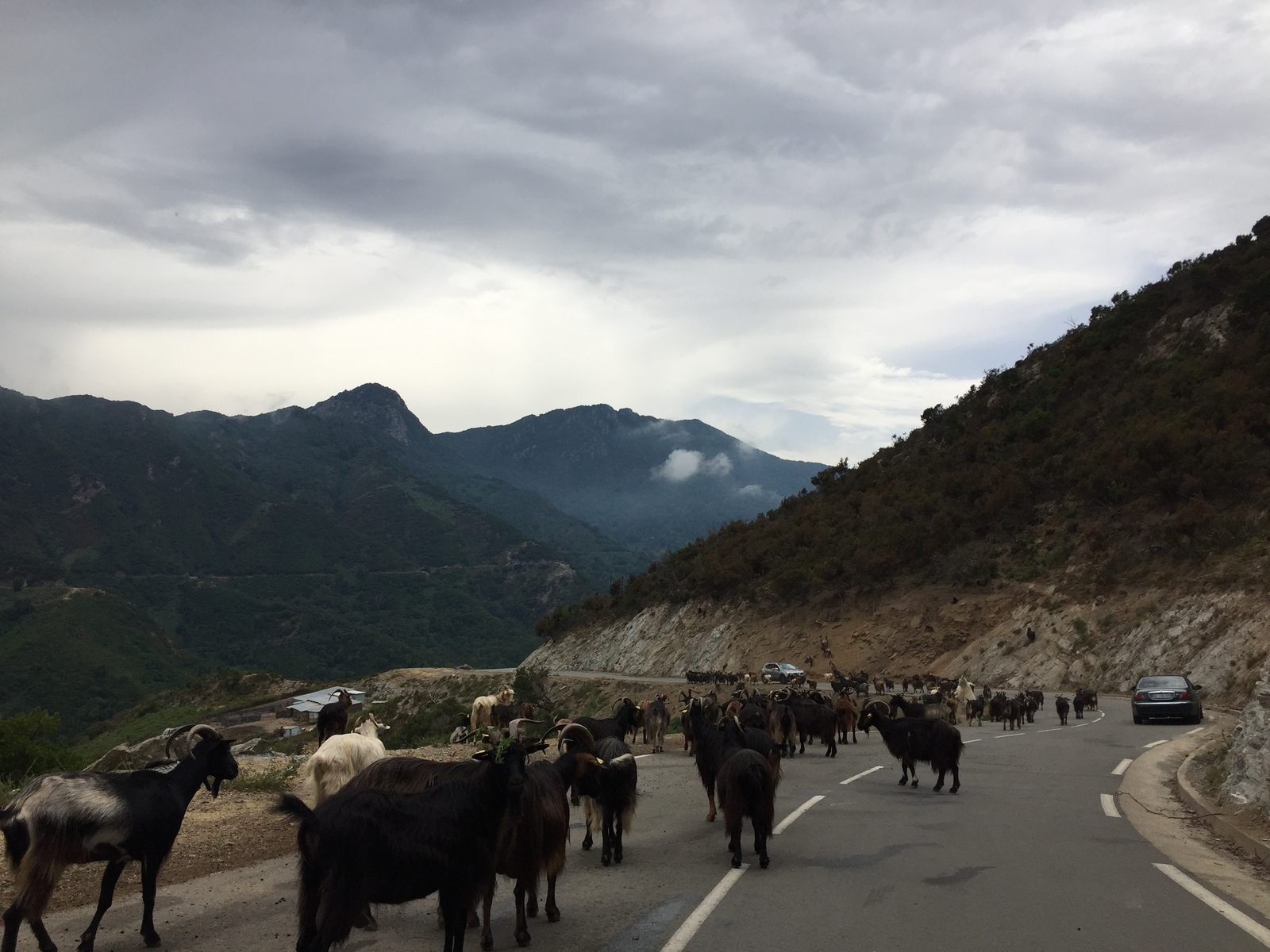照片 法国(France) 科西嘉岛(Corsica) 阿莱萨尼山谷(Valle d'alesani) 2017-07 1