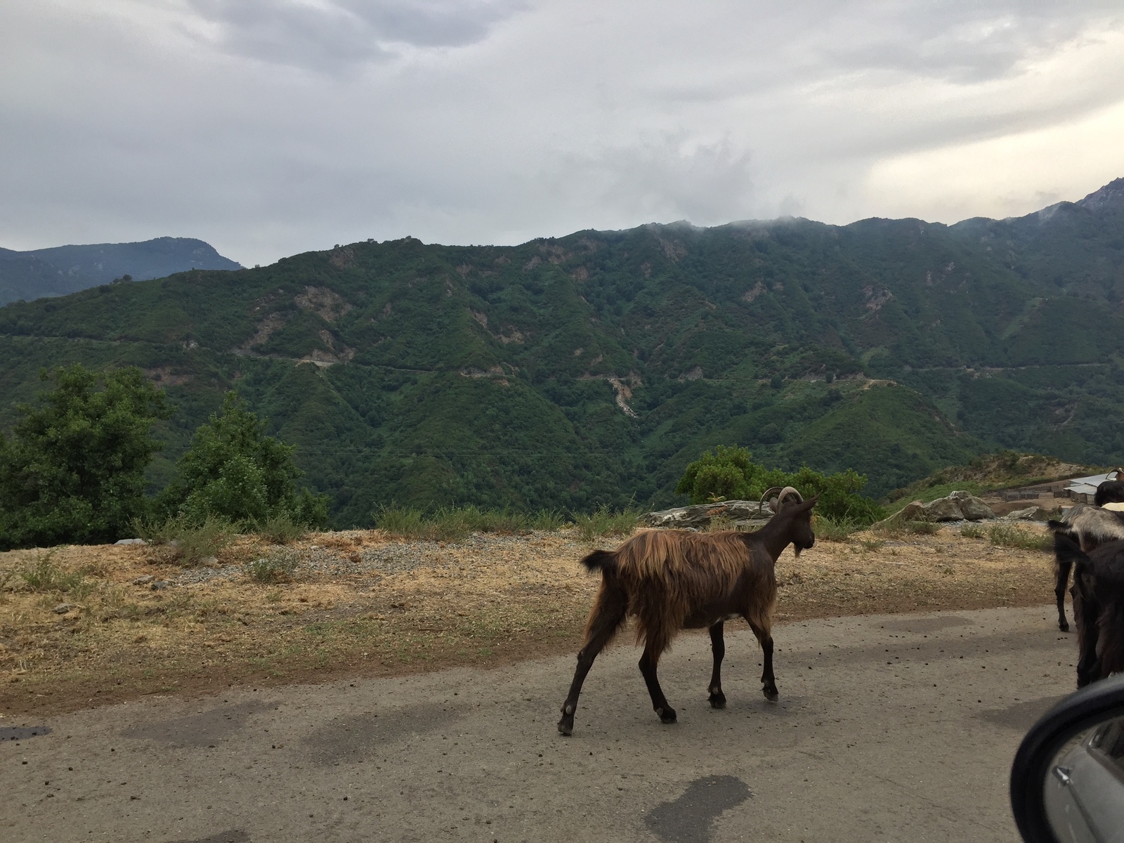 照片 法国(France) 科西嘉岛(Corsica) 阿莱萨尼山谷(Valle d'alesani) 2017-07 9