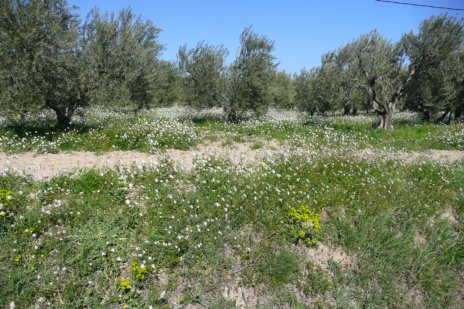 照片 法国(France) 普罗旺斯(Provence) 穆里耶至莱博公路(Mouries to Baux de Provence road) 2008-04 15