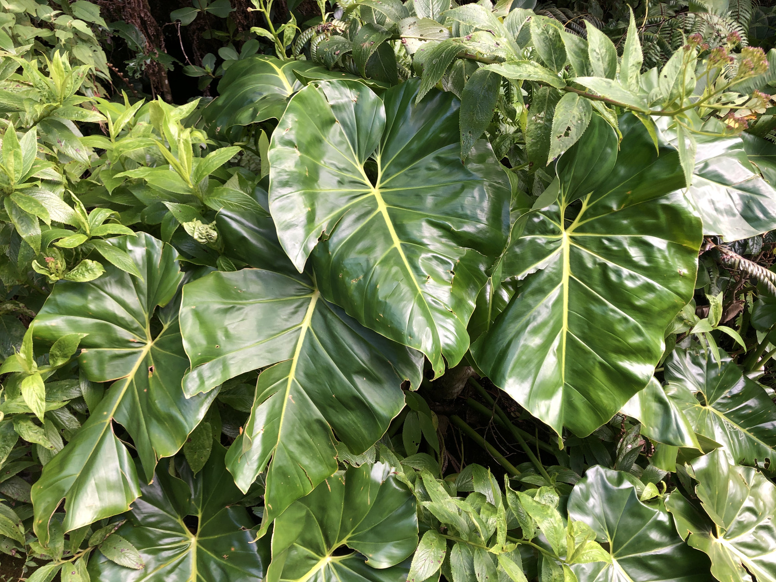 照片 瓜德罗普(Guadeloupe) 大苏弗里耶尔火山(La Grande Soufriere) 2021-02 49