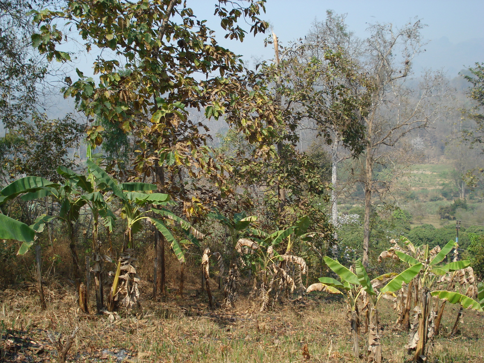 照片 泰国(Thailand) 邦玛帕(Pang Mapha) 2007-02 108