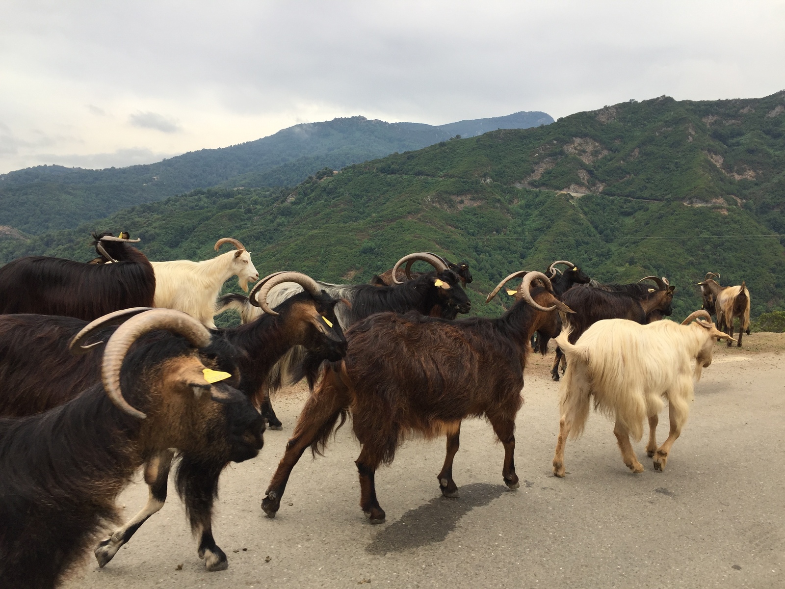 照片 法国(France) 科西嘉岛(Corsica) 阿莱萨尼山谷(Valle d'alesani) 2017-07 10