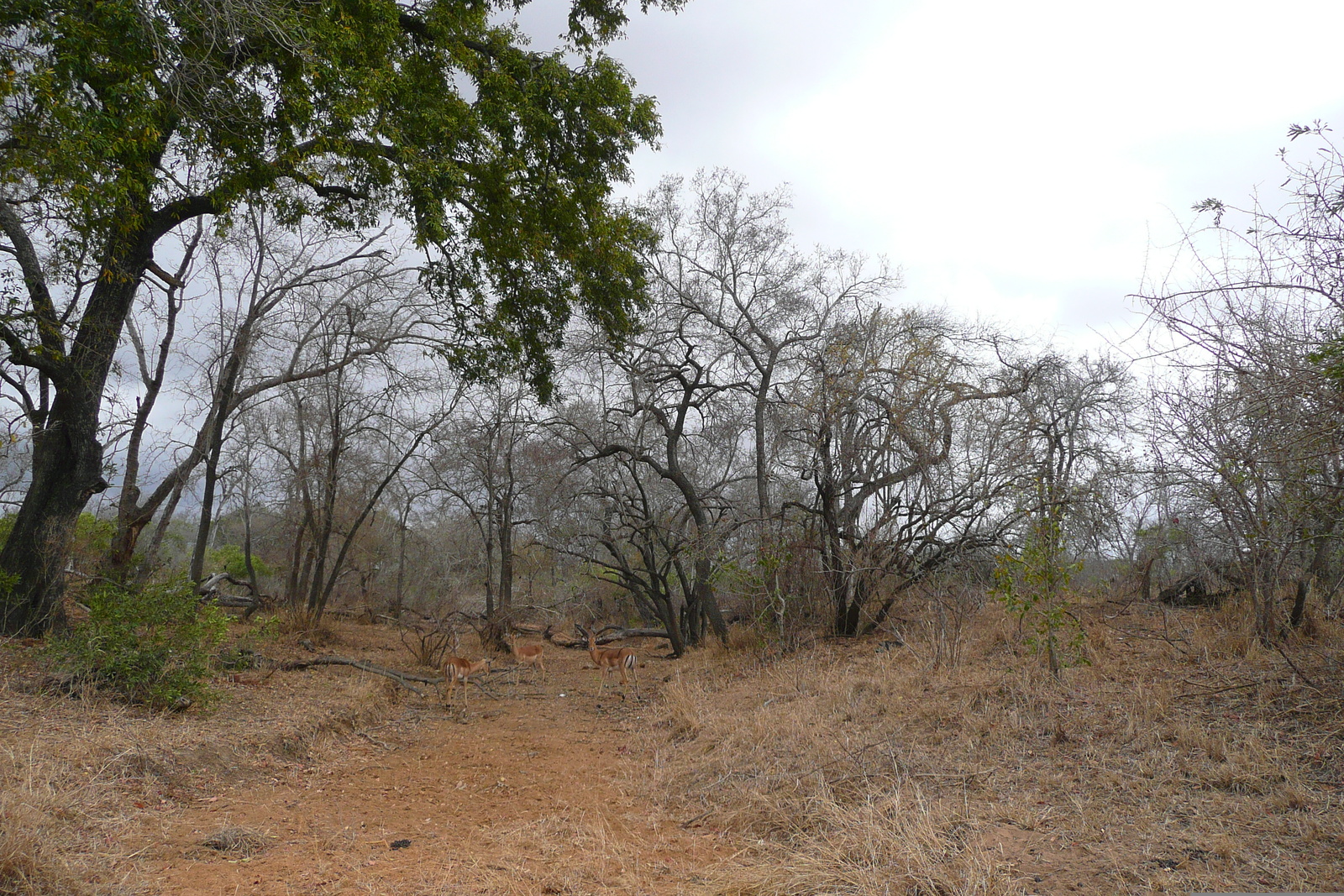 照片 南非(South Africa) 克鲁格国家公园(Kruger National Park) 鳄鱼河公路(Crocodile River road) 2008-09 18