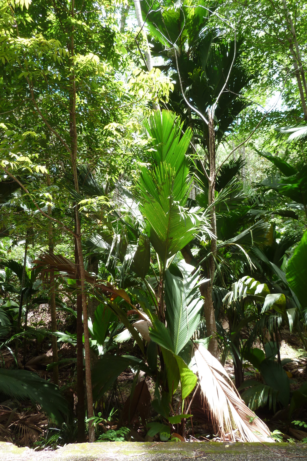 照片 塞舌尔(Seychelles) 五月谷(Vallee de Mai) 2011-10 38