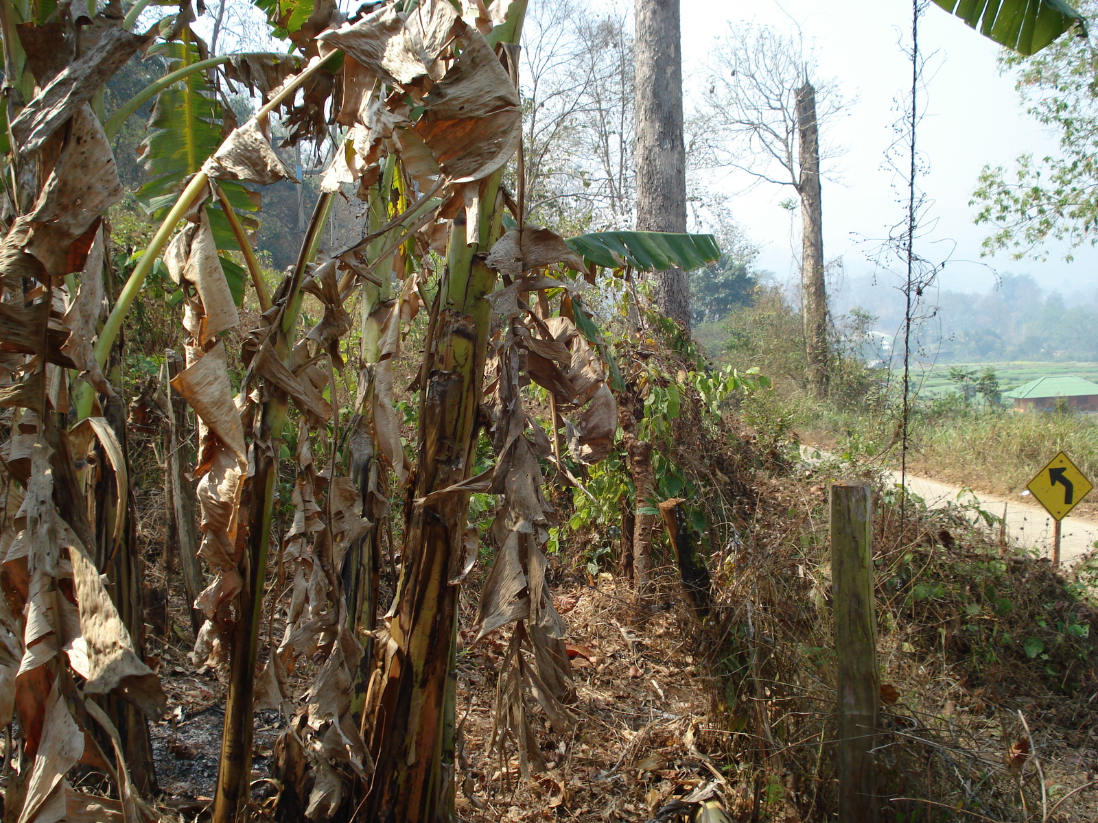 照片 泰国(Thailand) 邦玛帕(Pang Mapha) 2007-02 89