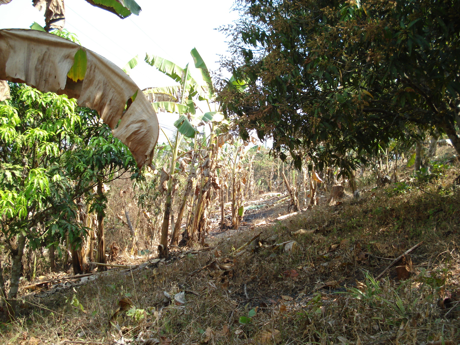照片 泰国(Thailand) 邦玛帕(Pang Mapha) 2007-02 98