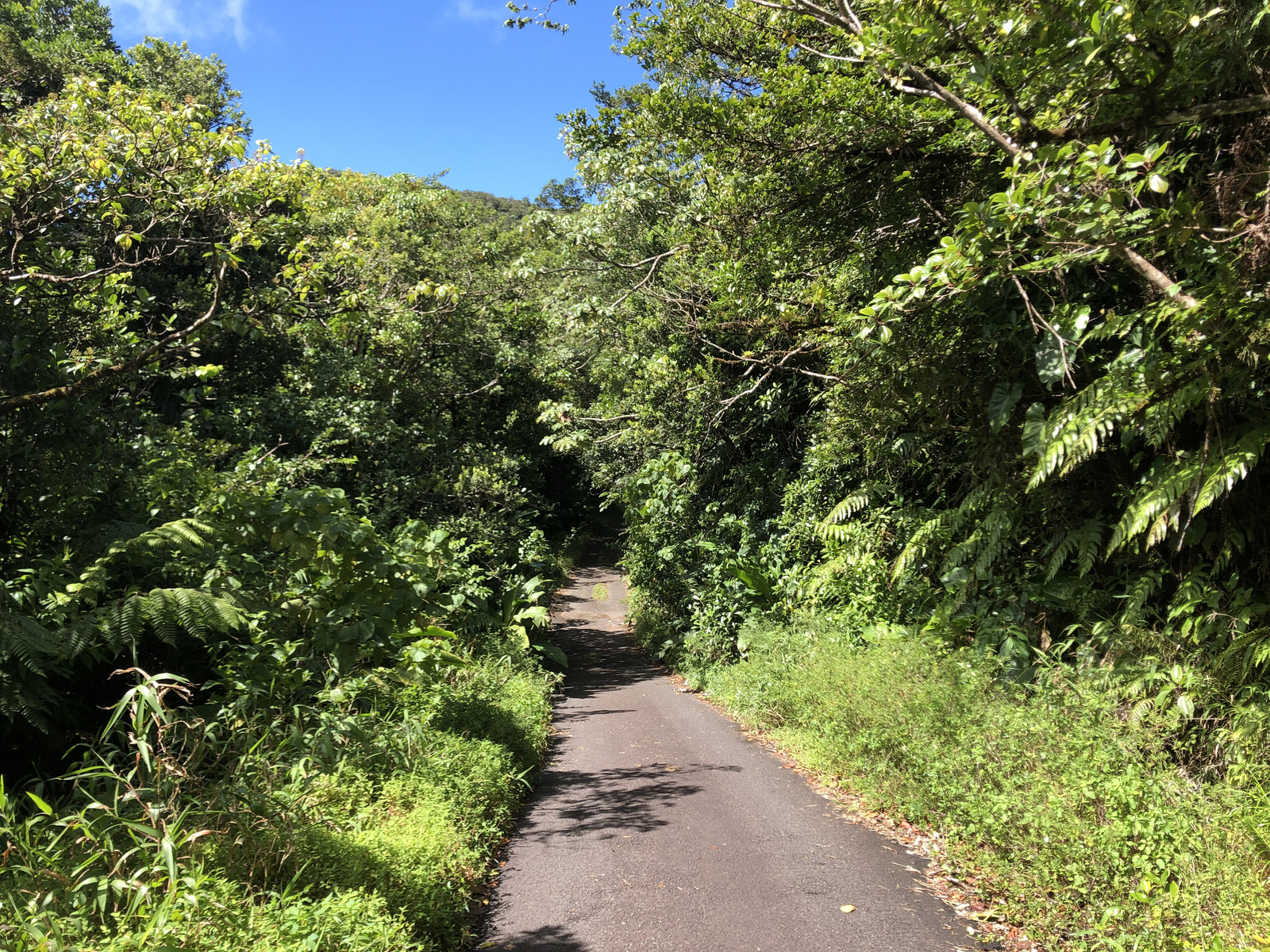 照片 瓜德罗普(Guadeloupe) 大苏弗里耶尔火山(La Grande Soufriere) 2021-02 55