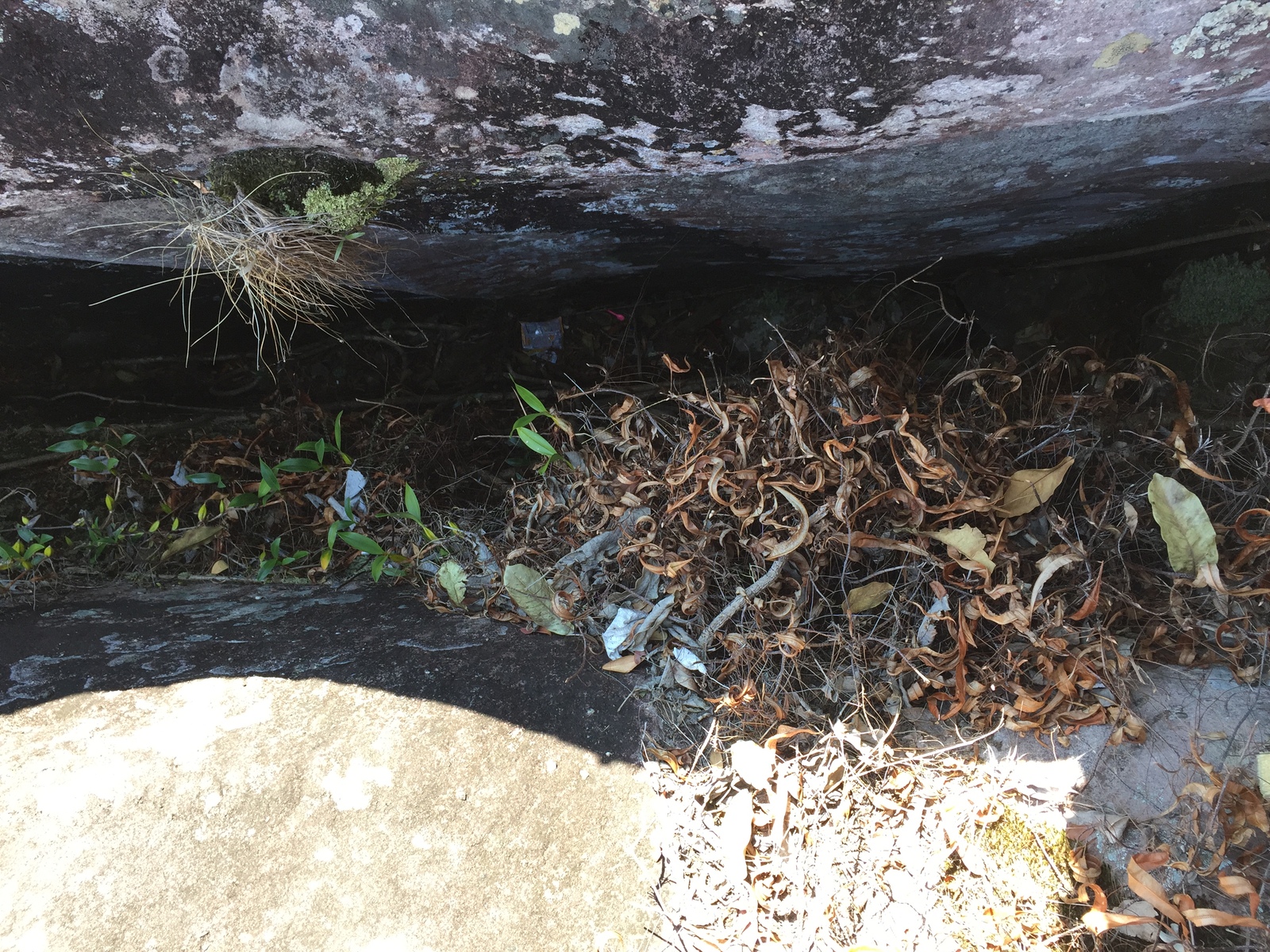 照片 泰国(Thailand) 普欣隆卡国家公园(Phu Hin Rong Kla National Park) 2014-12 435