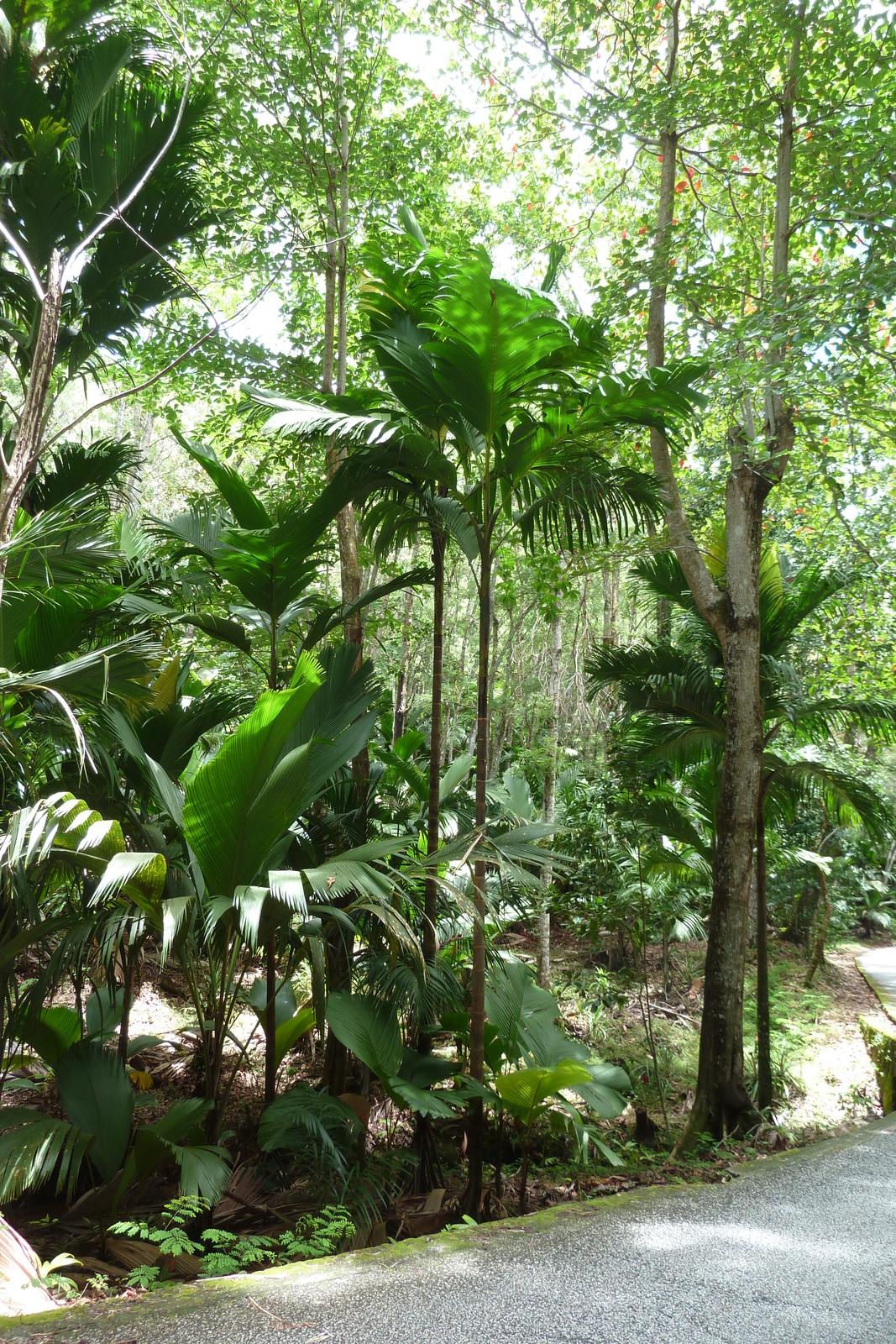 照片 塞舌尔(Seychelles) 五月谷(Vallee de Mai) 2011-10 34