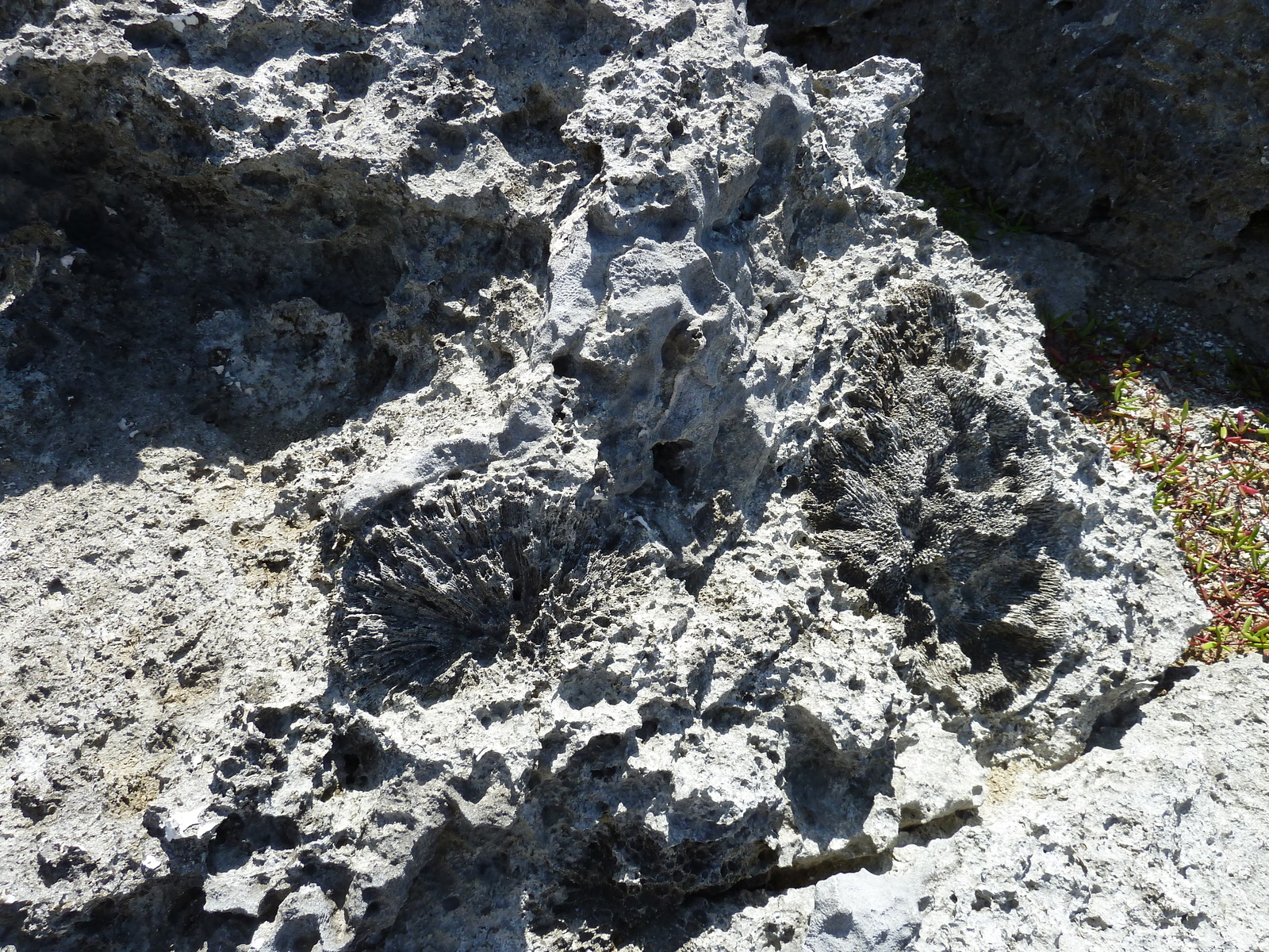 照片 新喀里多尼亚(New Caledonia) 利富岛(Lifou) 肖德雷悬崖(Xodre Cliffs) 2010-05 5