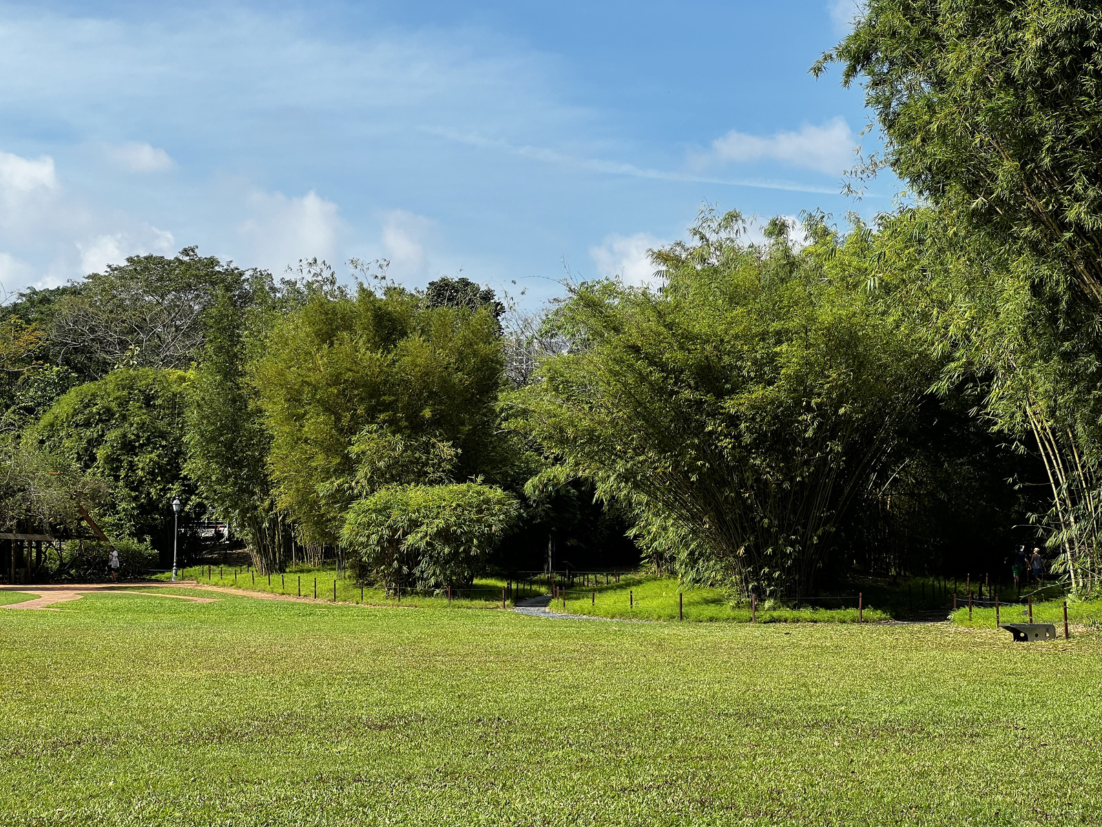 照片 新加坡(Singapore) 新加坡植物园(Singapore Botanic Gardens) 2023-01 2