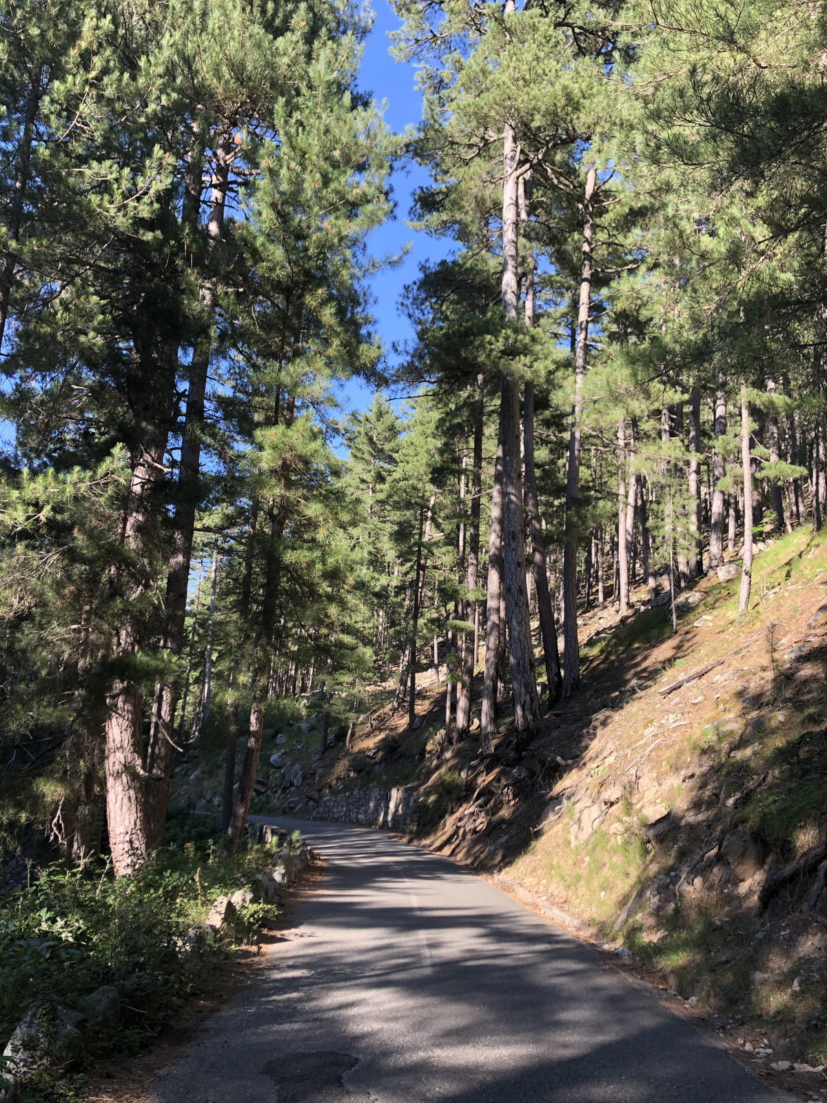 照片 法国(France) 科西嘉岛(Corsica) 雷斯托尼卡山谷(La Restonica) 2020-07 6