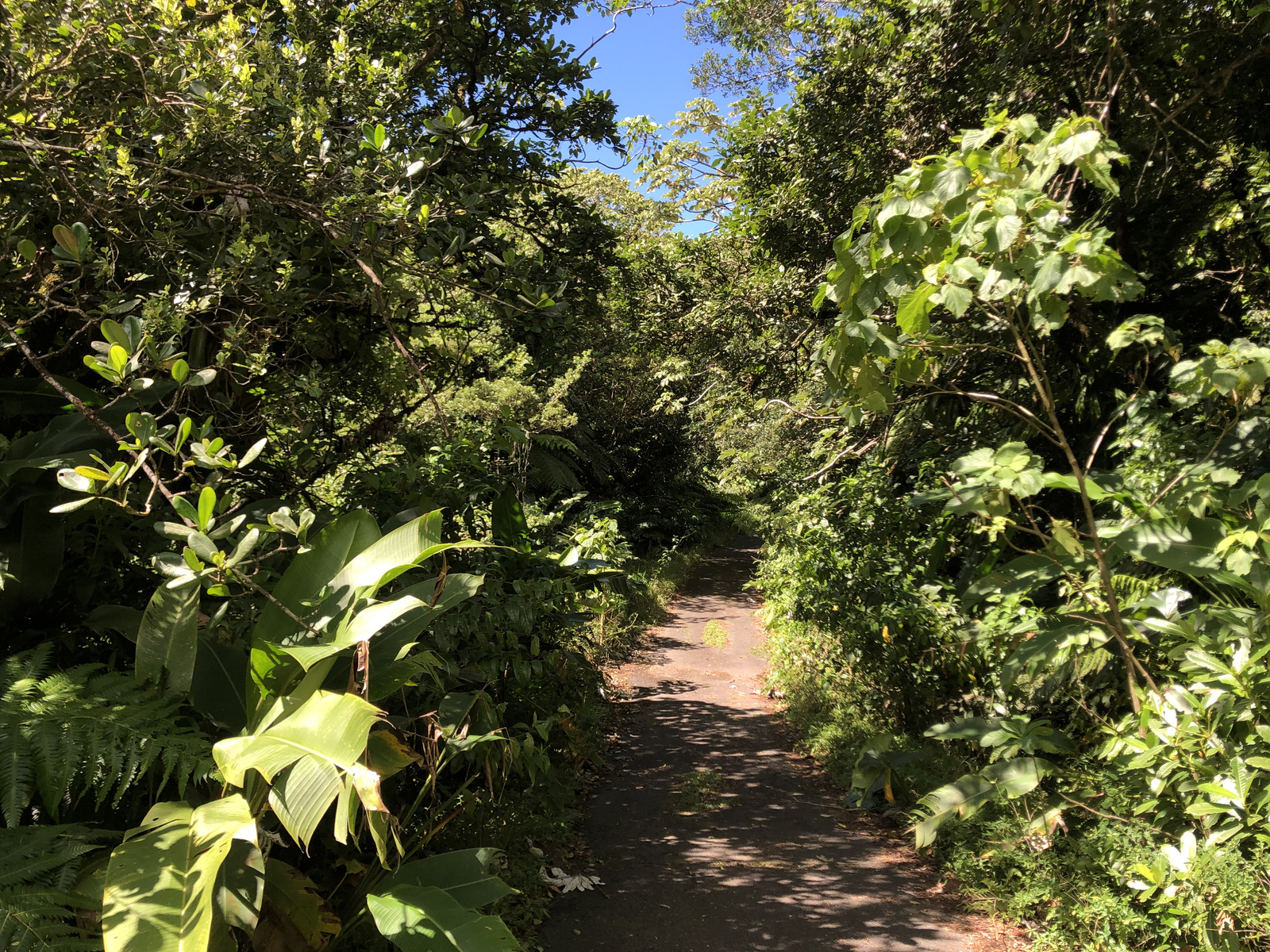 照片 瓜德罗普(Guadeloupe) 大苏弗里耶尔火山(La Grande Soufriere) 2021-02 22