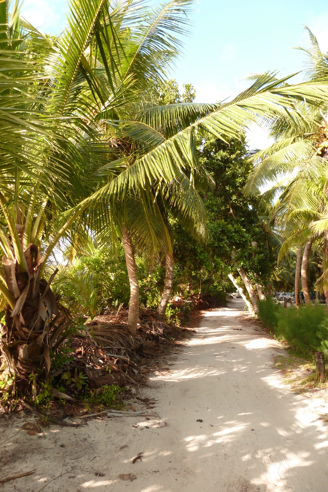 照片 塞舌尔(Seychelles) 拉齐奥湾(Anse Lazio) 2011-10 36