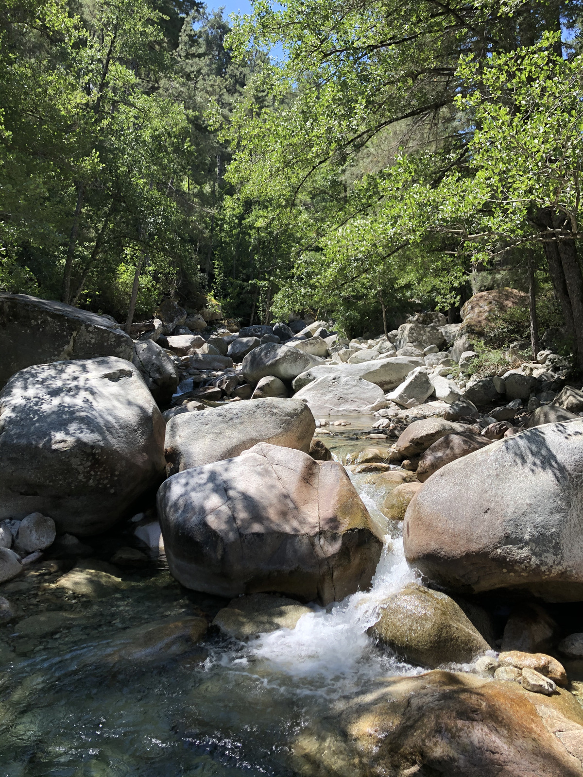 照片 法国(France) 科西嘉岛(Corsica) 雷斯托尼卡山谷(La Restonica) 2020-07 64