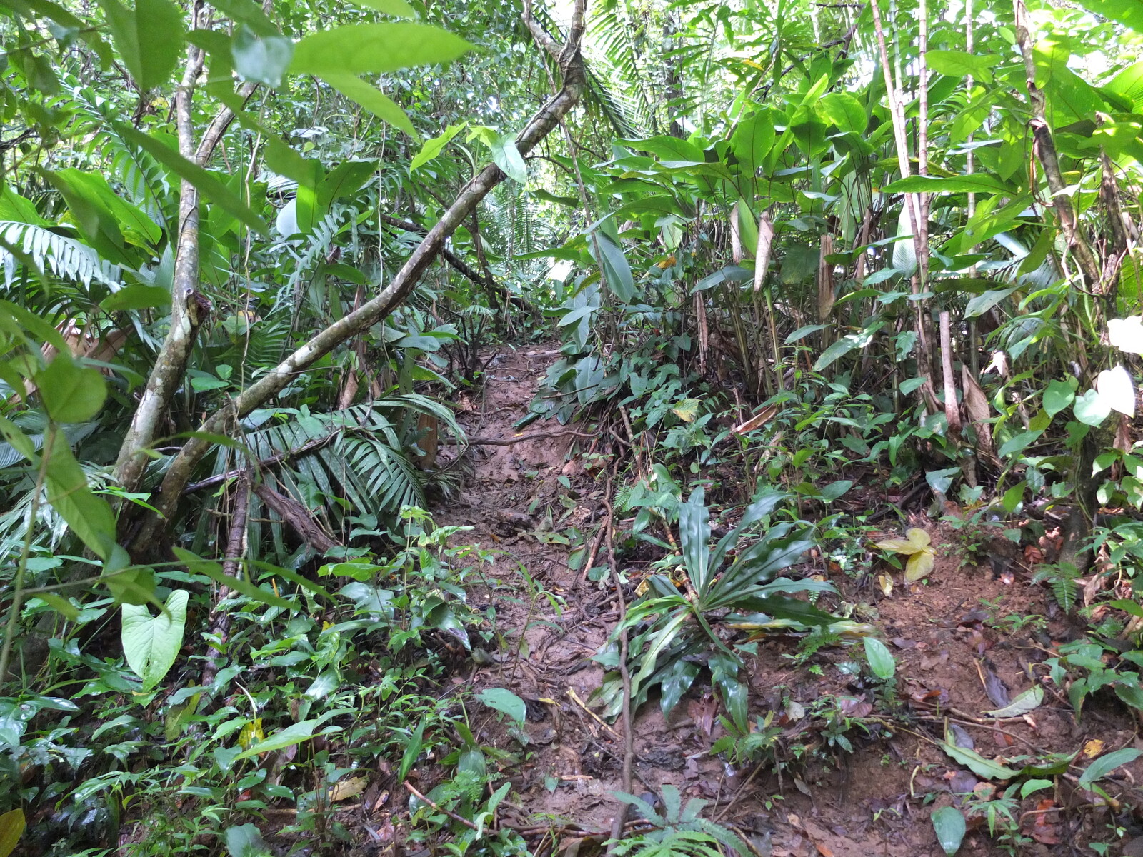 照片 巴拿马(Panama) 巴斯蒂门托斯岛(Bastimentos) 2015-03 12