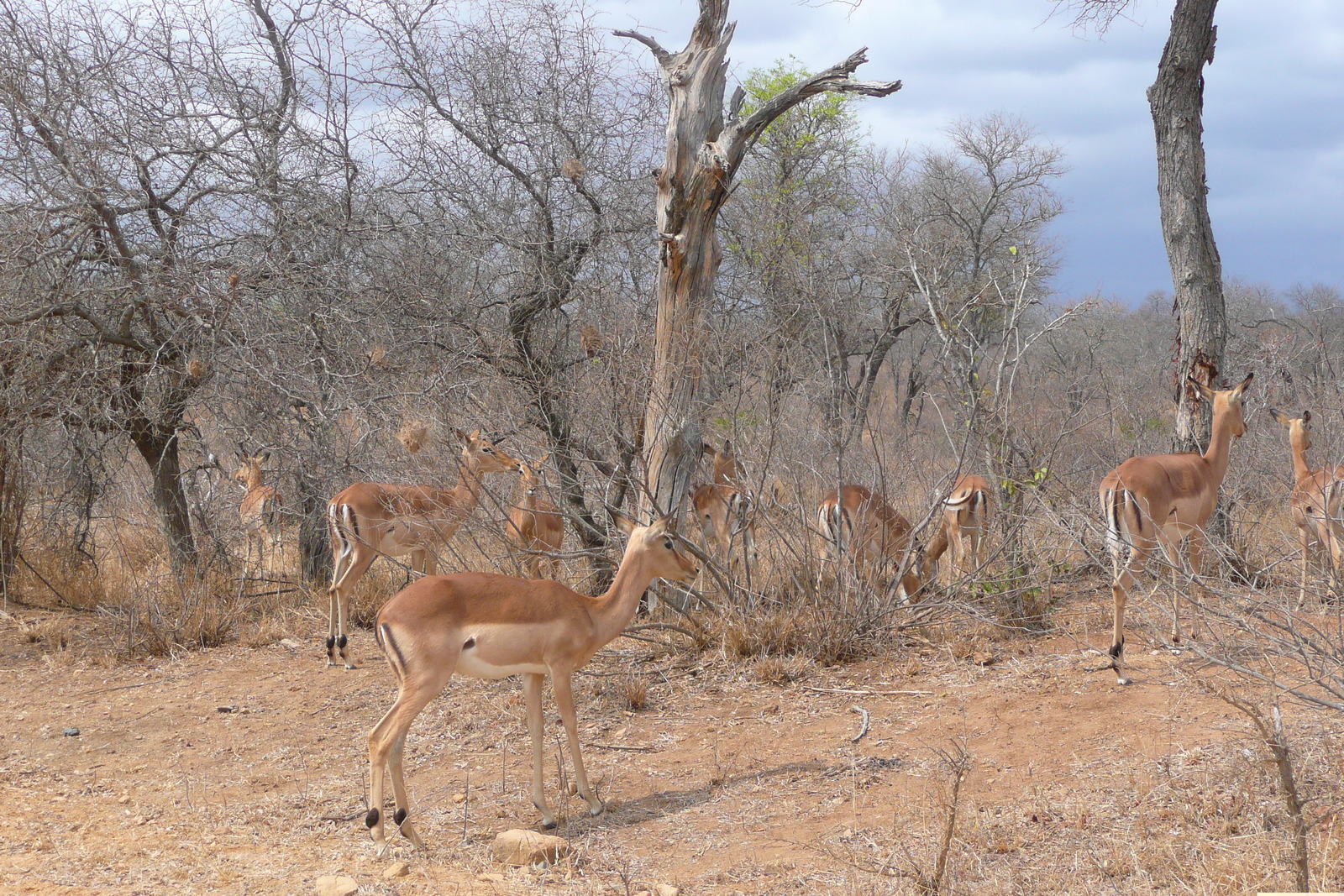 照片 南非(South Africa) 克鲁格国家公园(Kruger National Park) 鳄鱼河公路(Crocodile River road) 2008-09 20