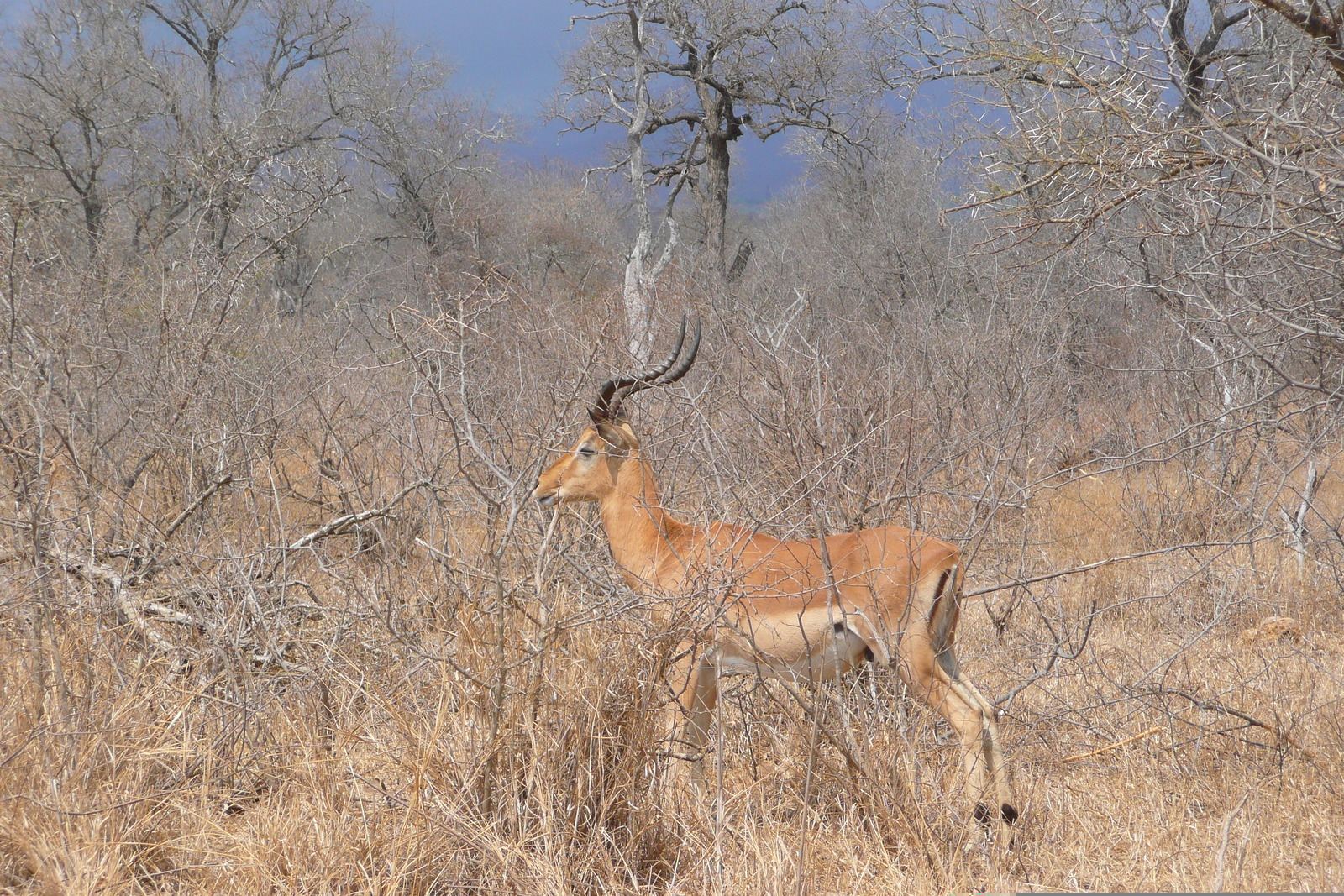 照片 南非(South Africa) 克鲁格国家公园(Kruger National Park) 鳄鱼河公路(Crocodile River road) 2008-09 0