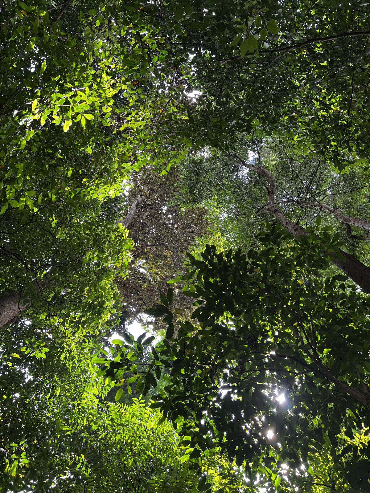 照片 新加坡(Singapore) 新加坡植物园(Singapore Botanic Gardens) 2023-01 102