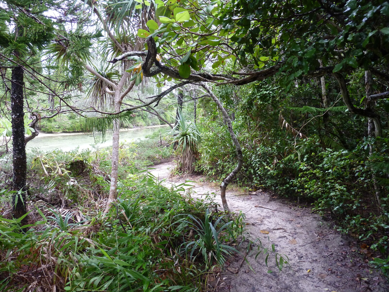 照片 新喀里多尼亚(New Caledonia) 松树岛(Ile des pins) 奥罗湾(Oro Bay) 2010-05 60