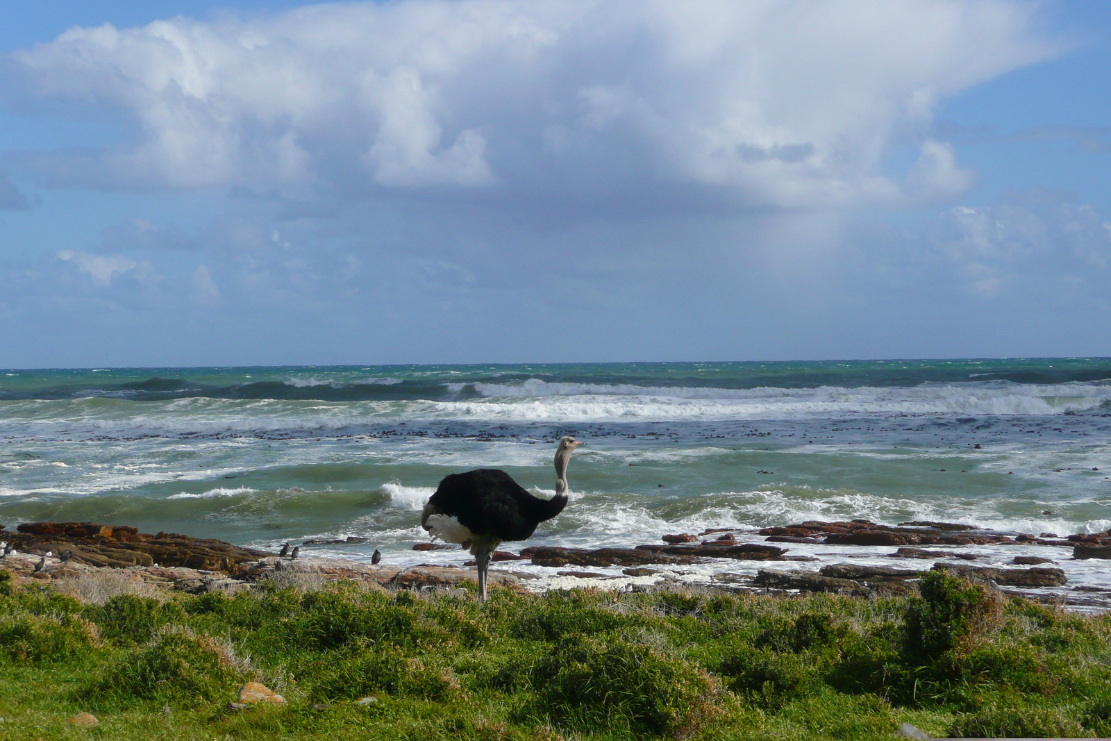 照片 南非(South Africa) 好望角(Cape of Good Hope) 开普角(Cape Point) 2008-09 58