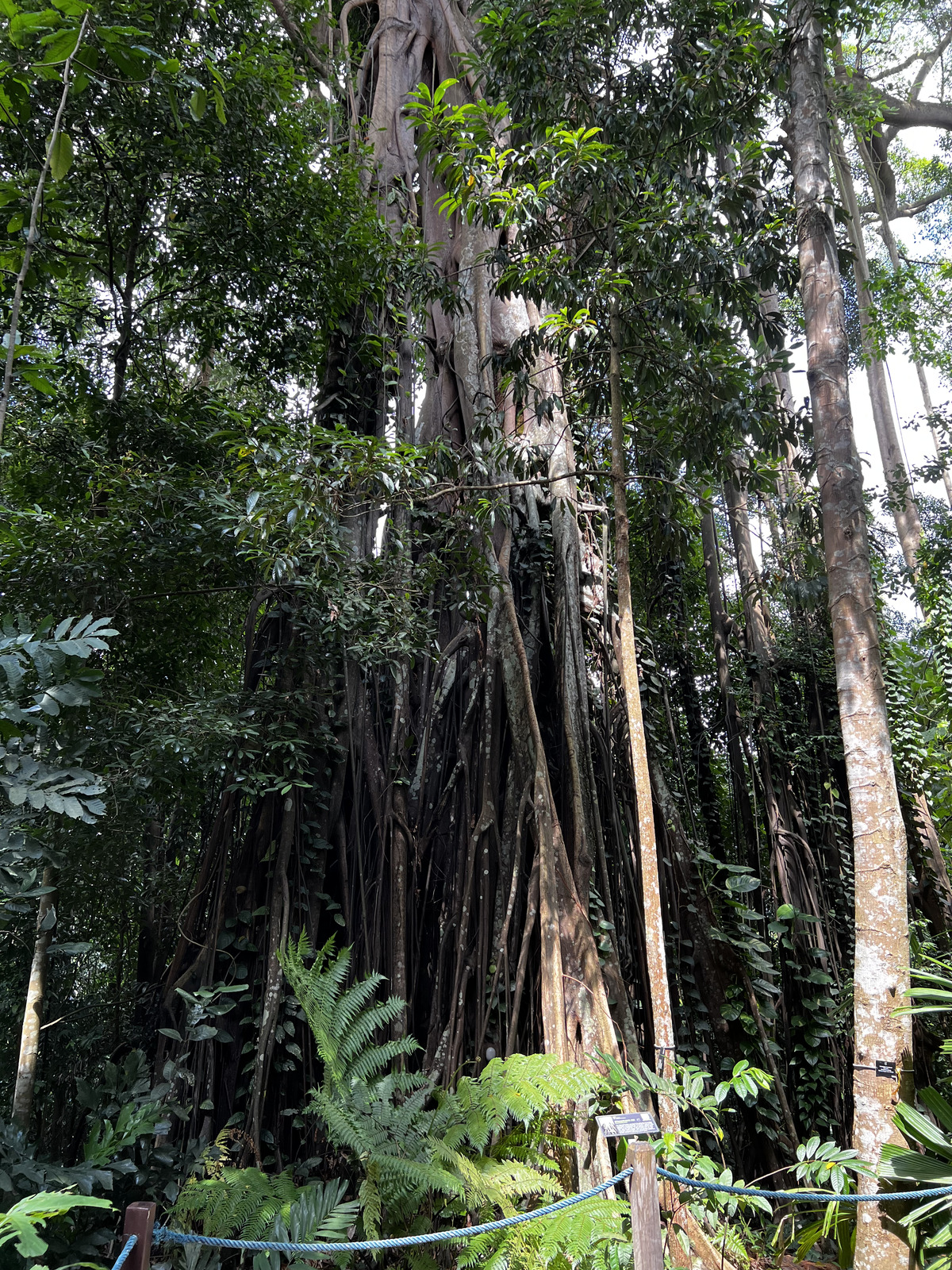 照片 新加坡(Singapore) 新加坡植物园(Singapore Botanic Gardens) 2023-01 29