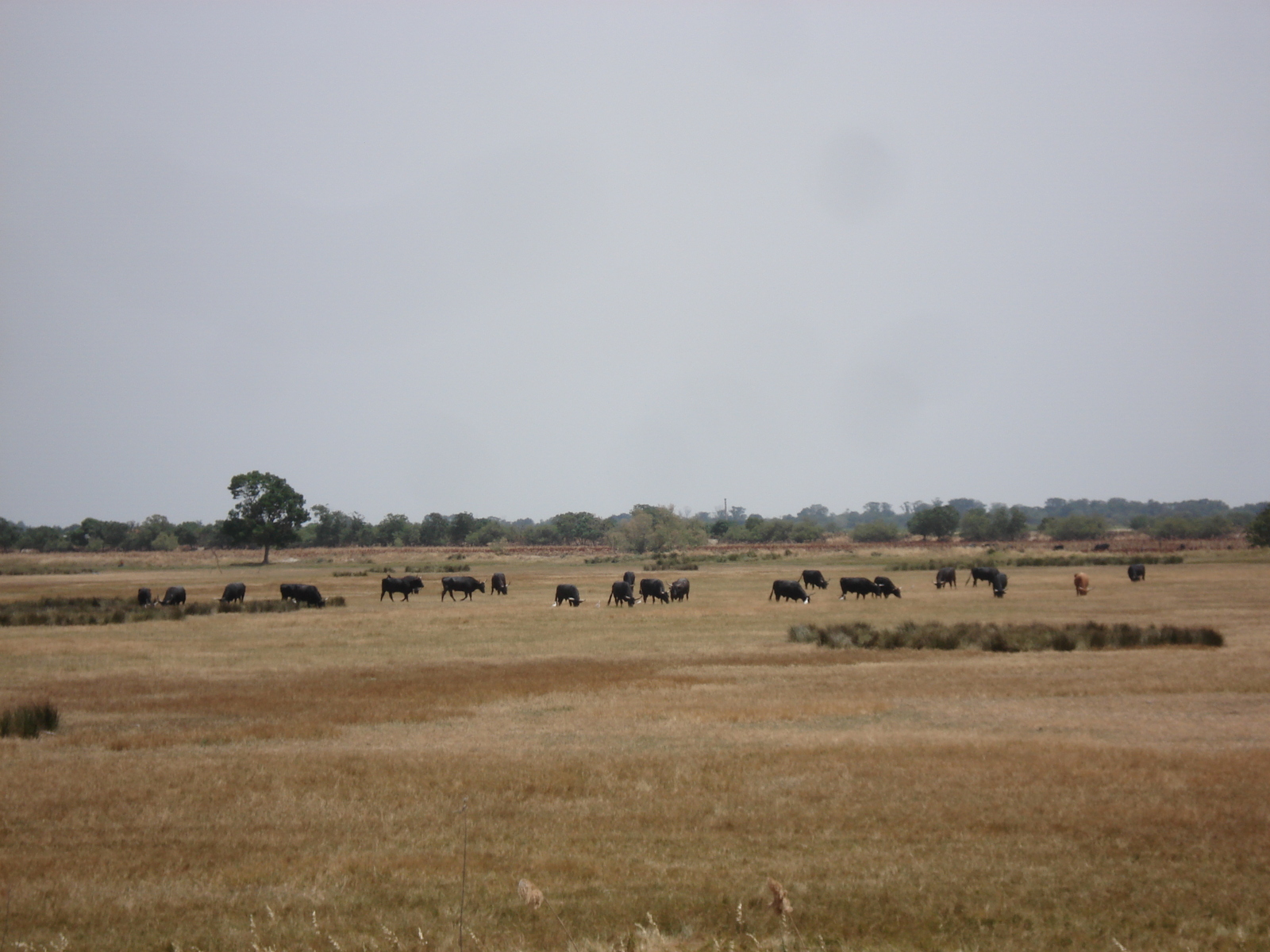 照片 法国(France) 卡马格(Camargue) 2006-06 4