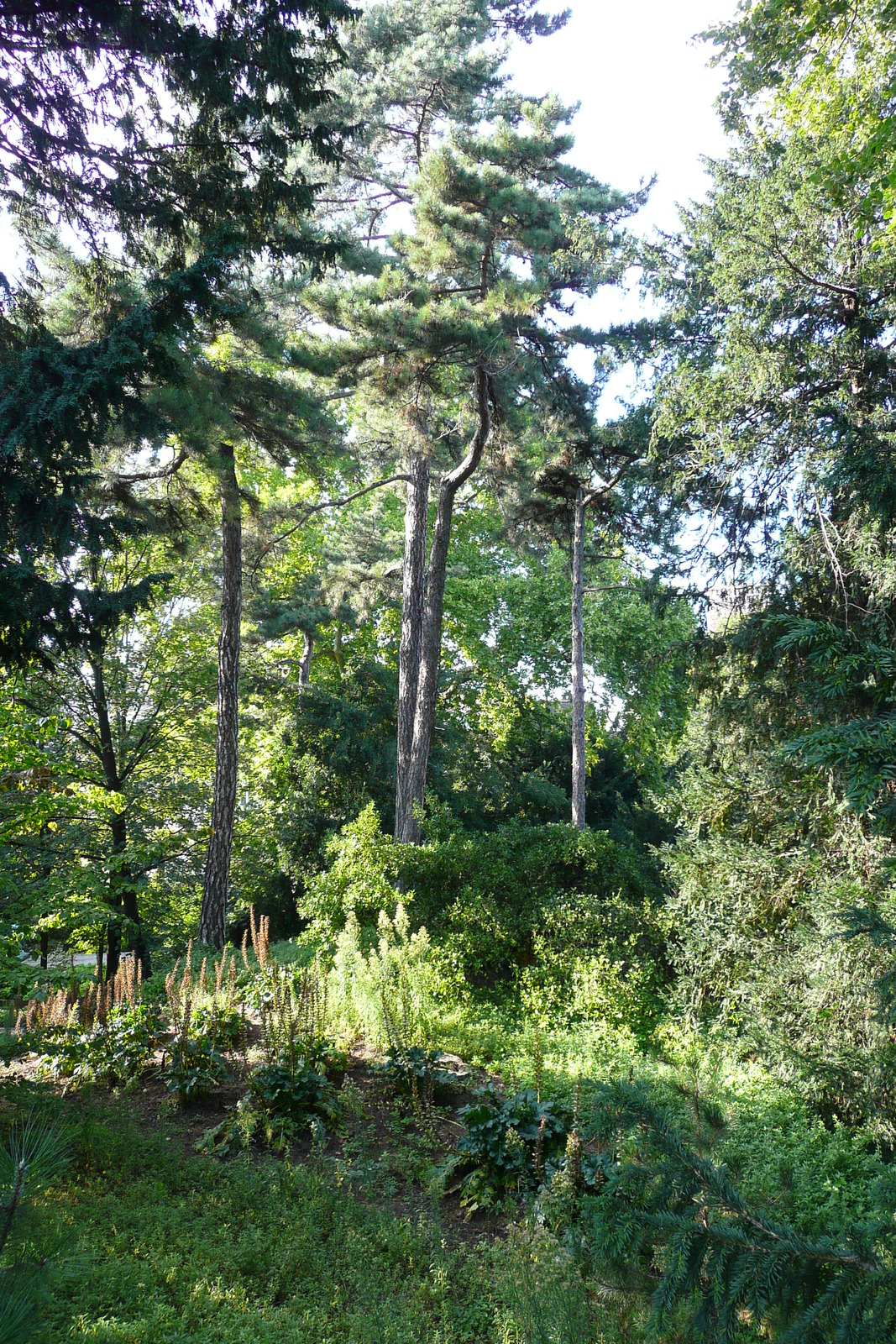 照片 法国(France) 巴黎(Paris) 巴黎植物园(Jardin des Plantes) 2007-08 27