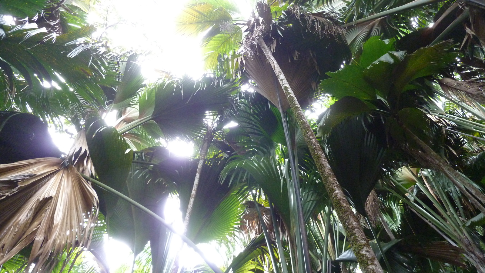 照片 塞舌尔(Seychelles) 五月谷(Vallee de Mai) 2011-10 62