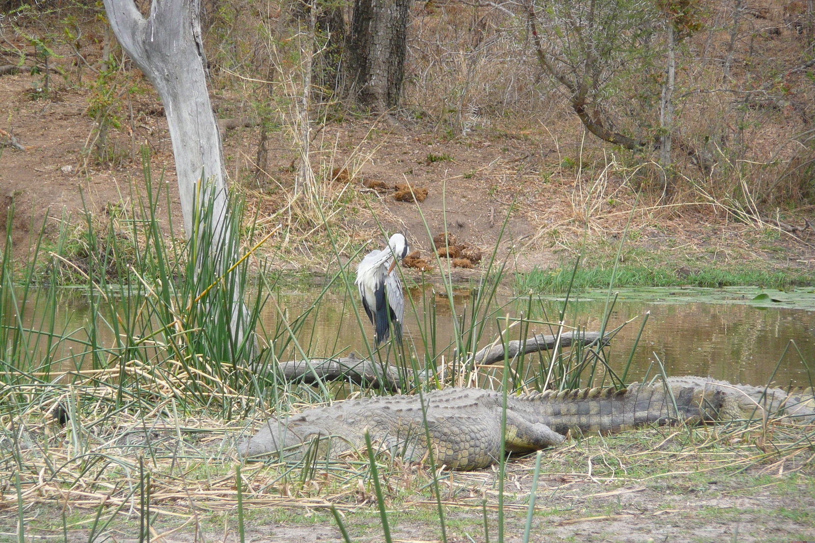 照片 南非(South Africa) 克鲁格国家公园(Kruger National Park) 萨布尔河(Sable River) 2008-09 44
