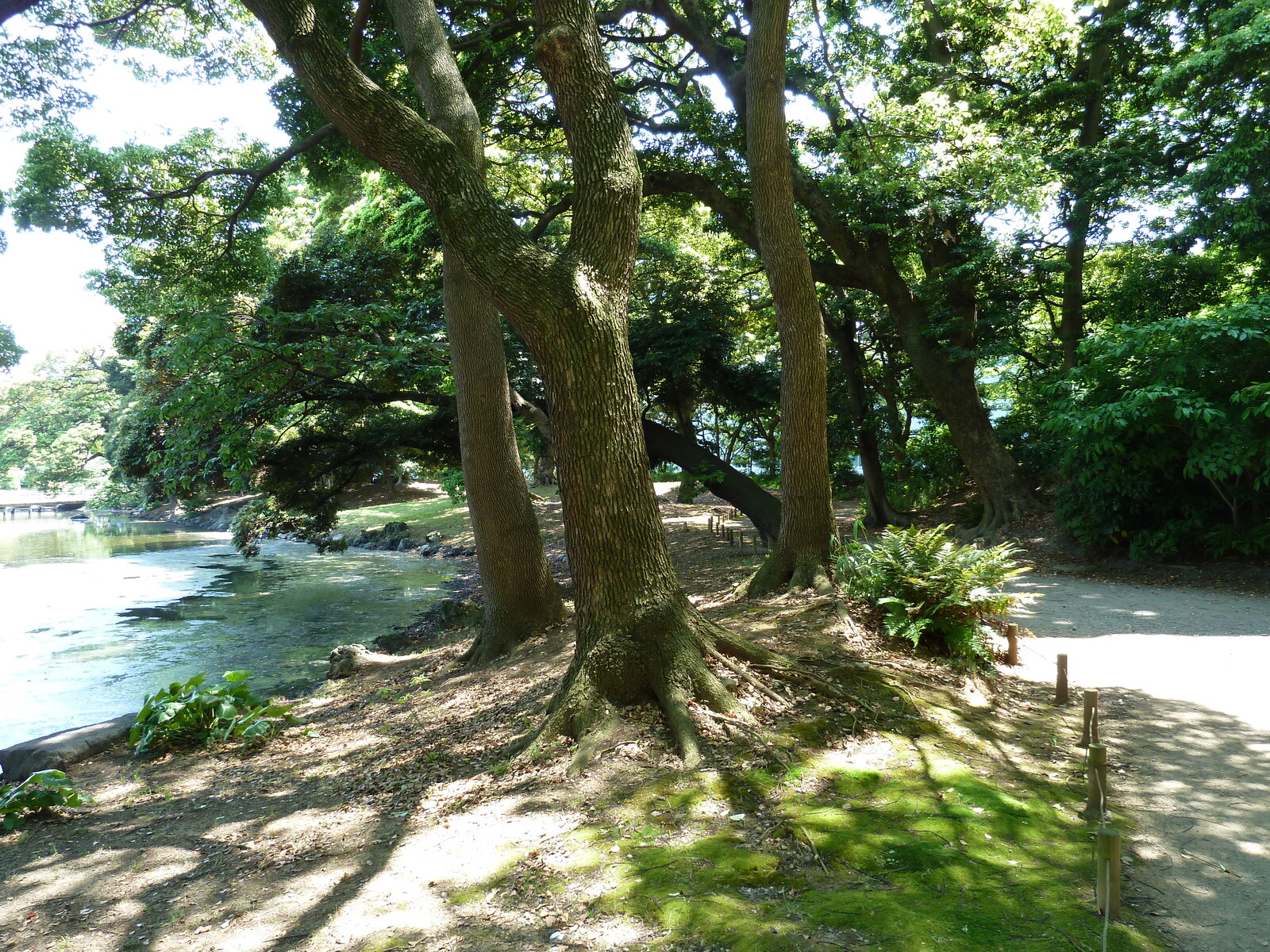 照片 日本(Japan) 东京(Tokyo) 滨离宫恩赐庭园(Hama rikyu Gardens) 2010-06 87