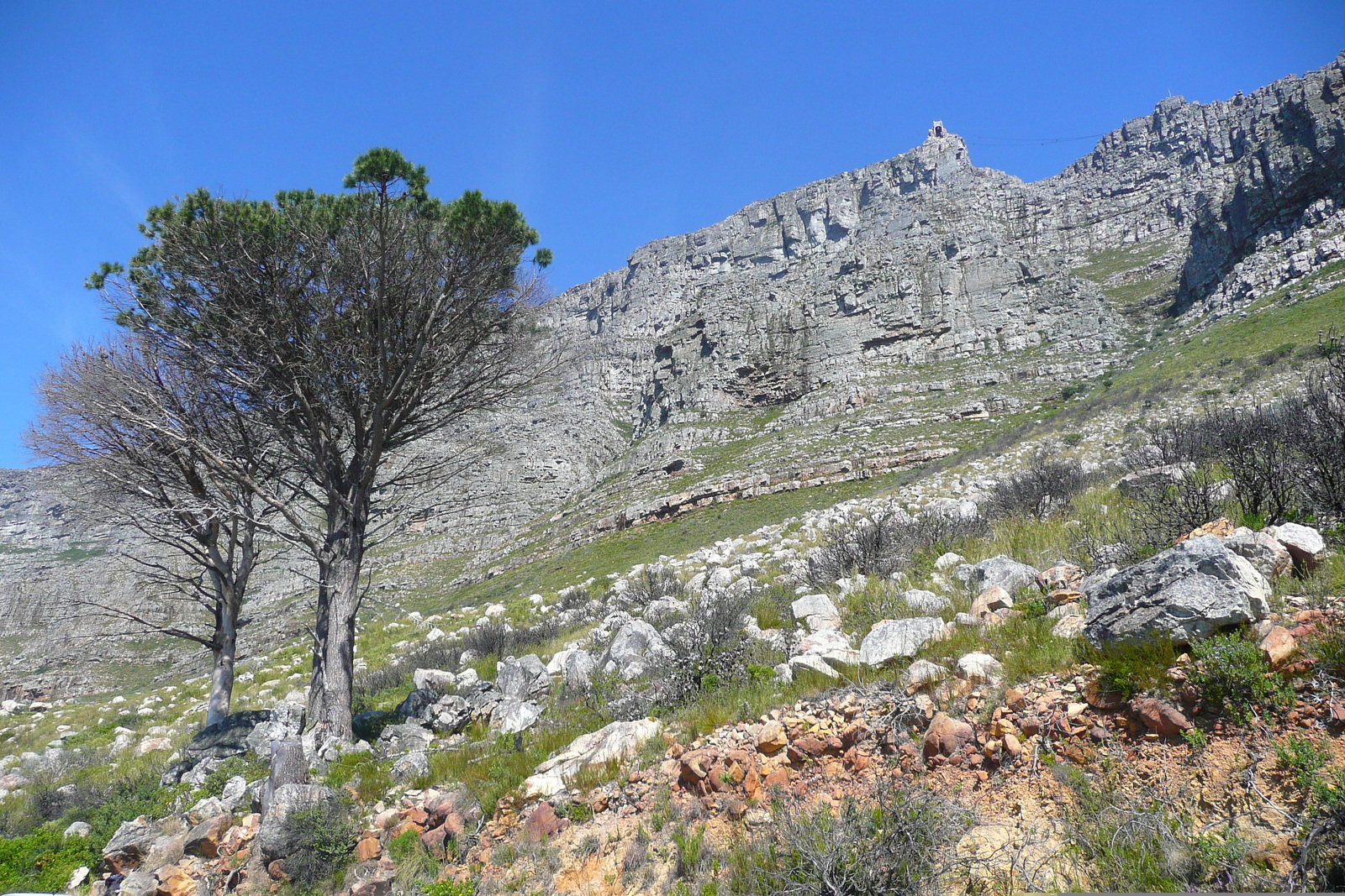 照片 南非(South Africa) 开普敦(Cape Town) 桌山(Table Mountain) 2008-09 21