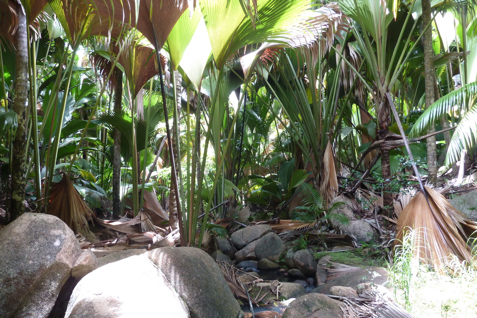 照片 塞舌尔(Seychelles) 五月谷(Vallee de Mai) 2011-10 86