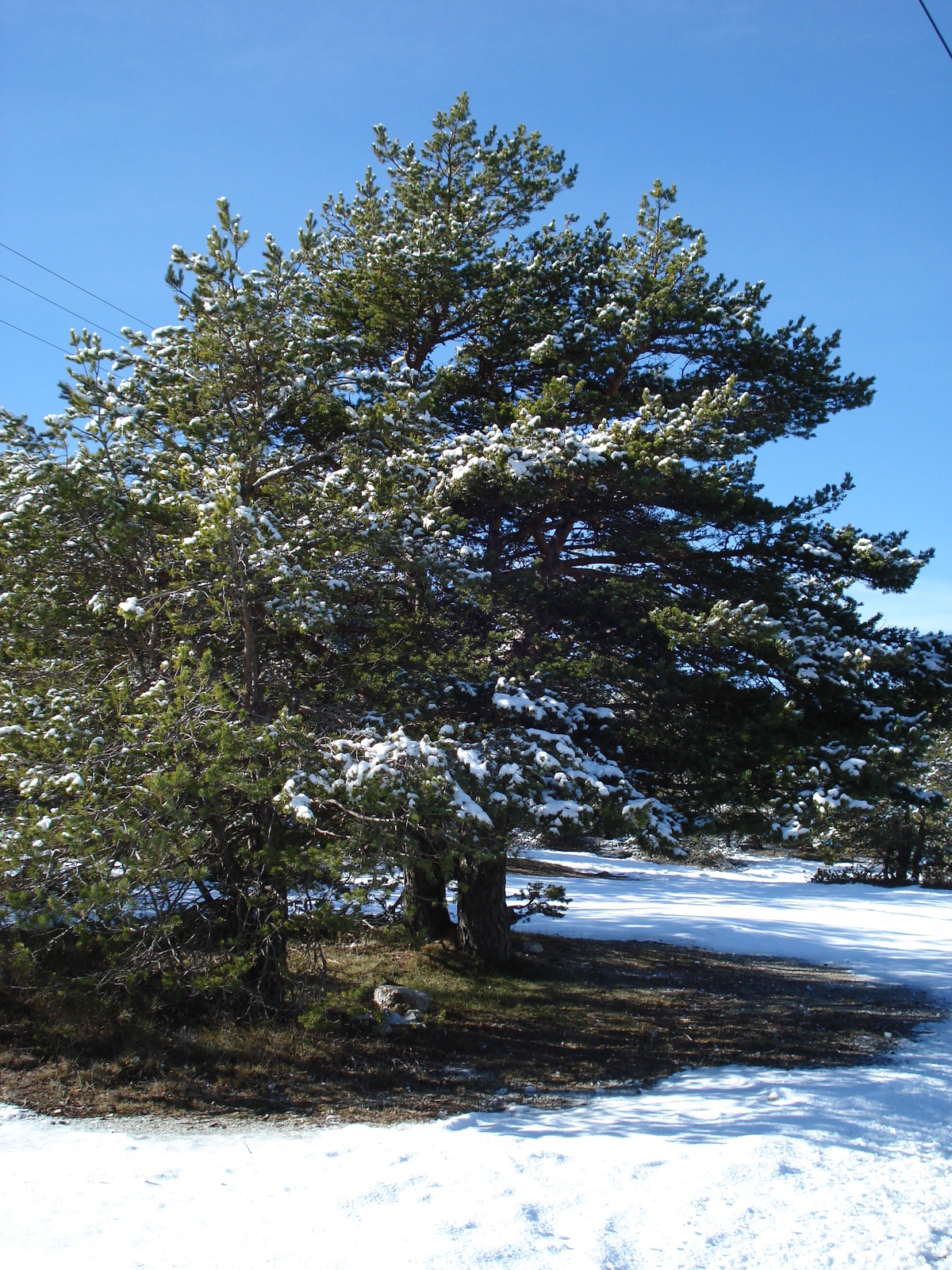 照片 法国(France) 库尔瑟古勒至格雷奥利耶雪场公路(Coursegoule to Greolieres les neiges road) 2007-01 106