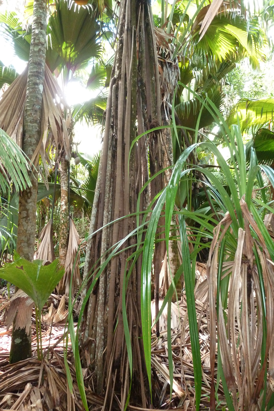 照片 塞舌尔(Seychelles) 五月谷(Vallee de Mai) 2011-10 23